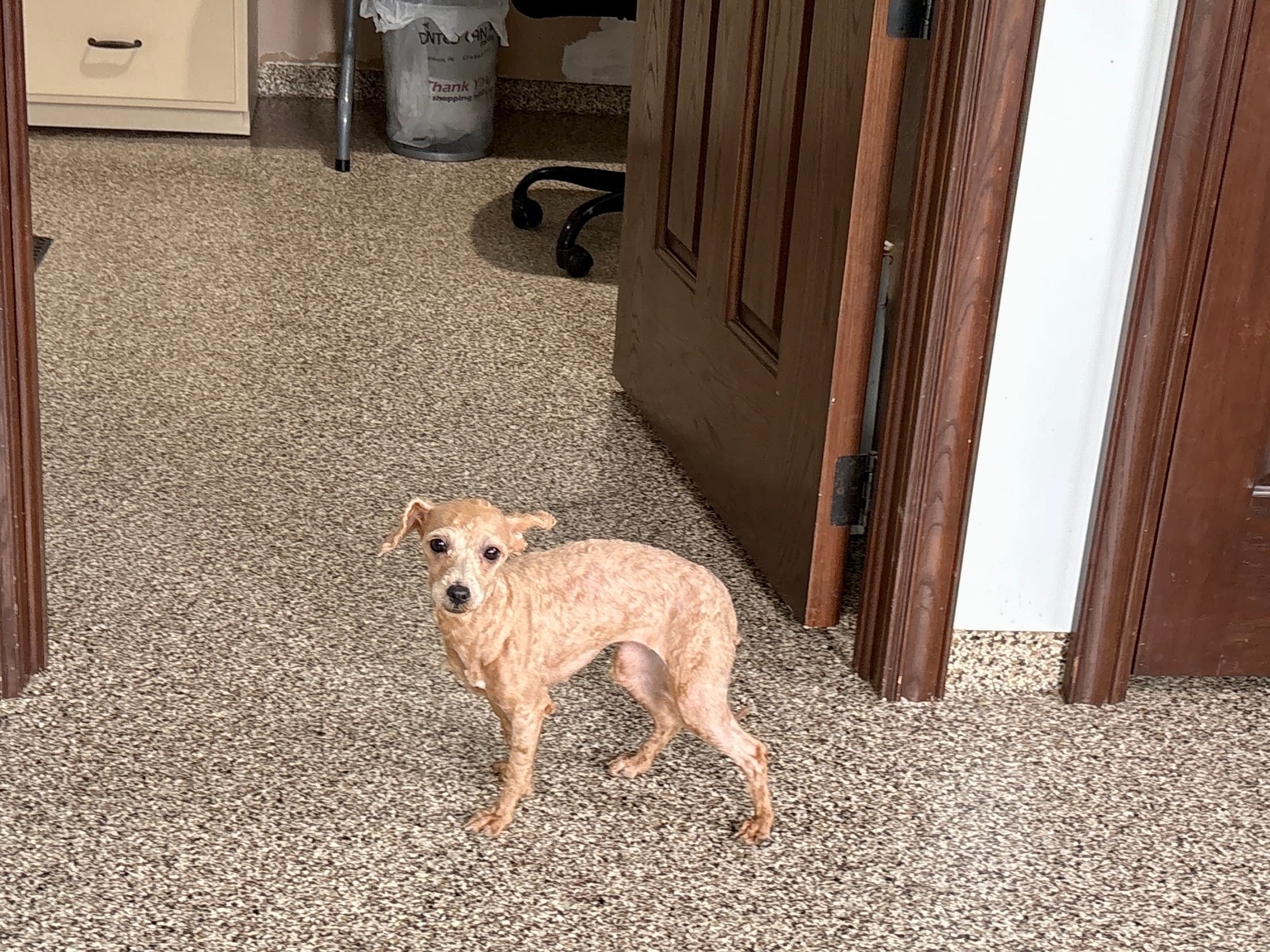 Pooton  – Coton de Tulear, Poodle - Toy  puppy for sale in Nappanee, IN