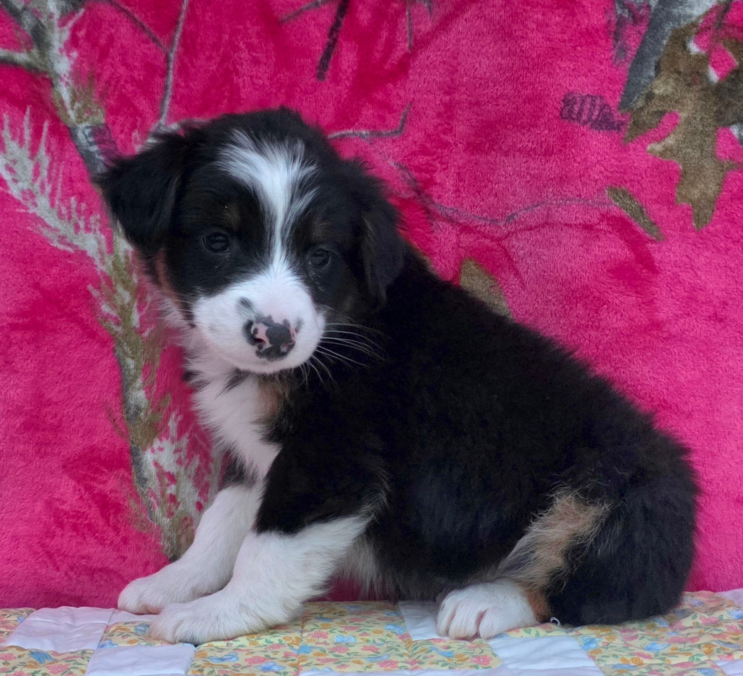 Rosalie, a female Australian Shepherd for sale in Burlington, MI – Photo 9 of 10