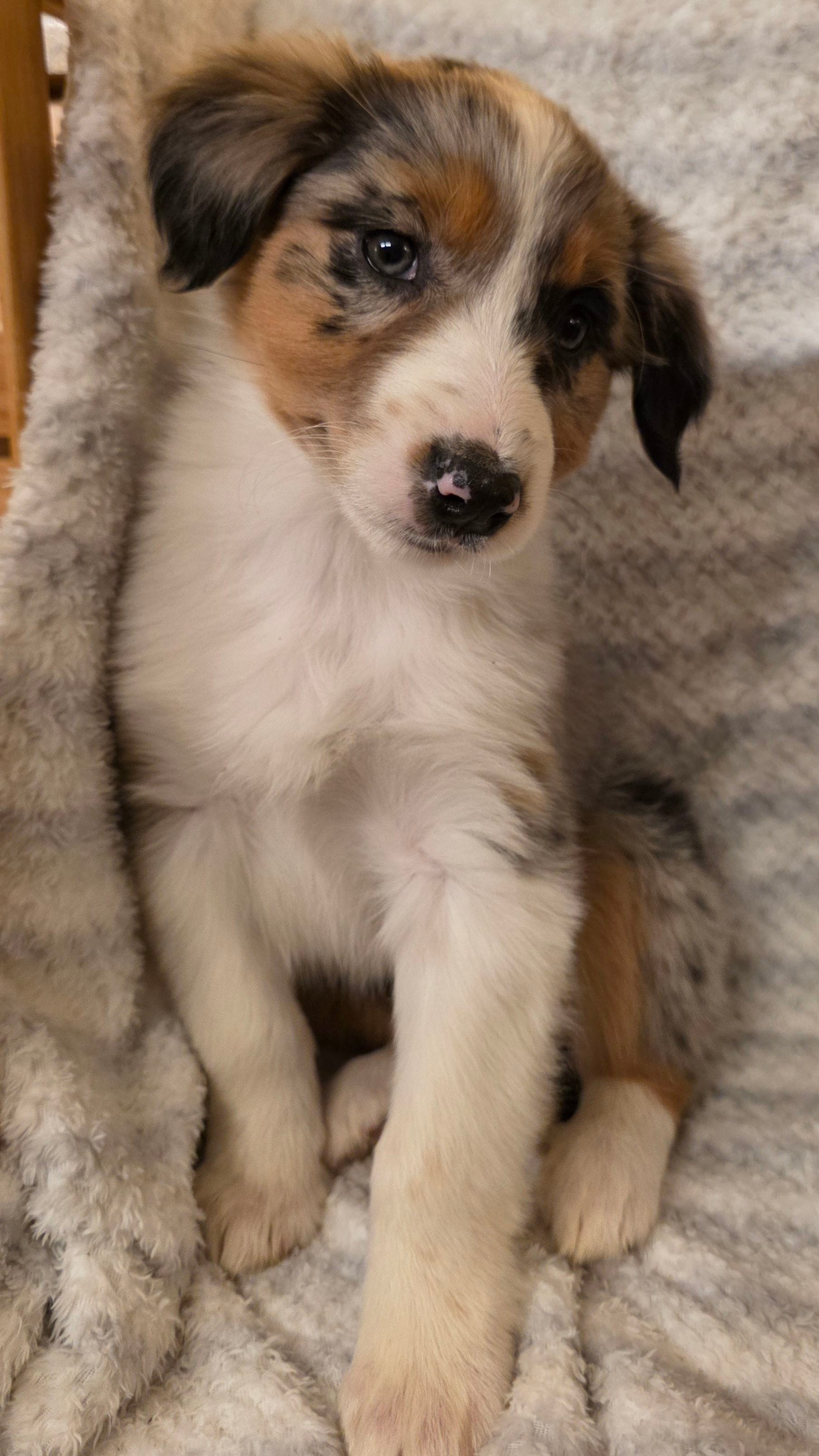Loren – Australian Shepherd puppy for sale in Burlington, MI