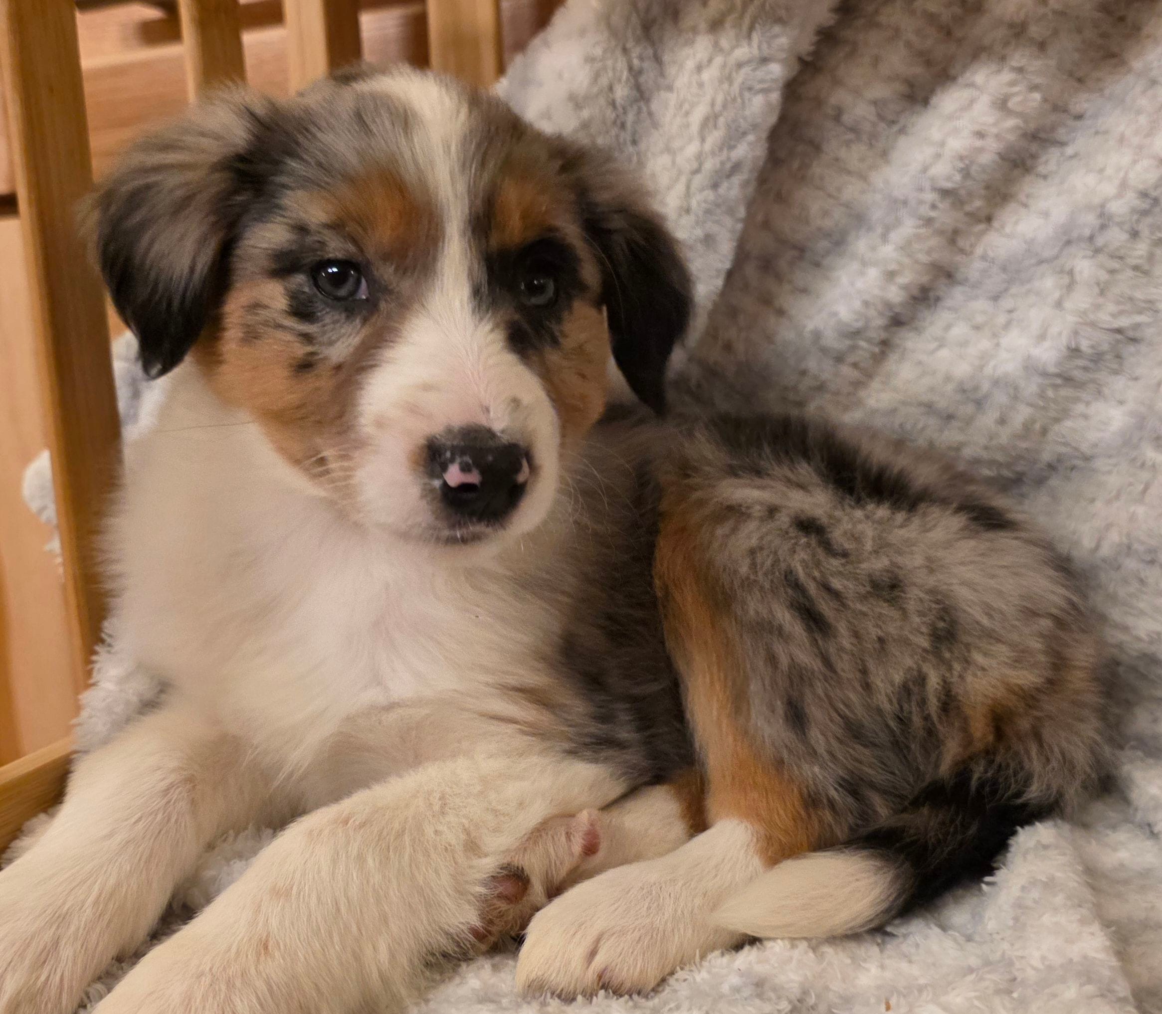 Loren, a female Australian Shepherd for sale in Burlington, MI – Photo 2 of 10