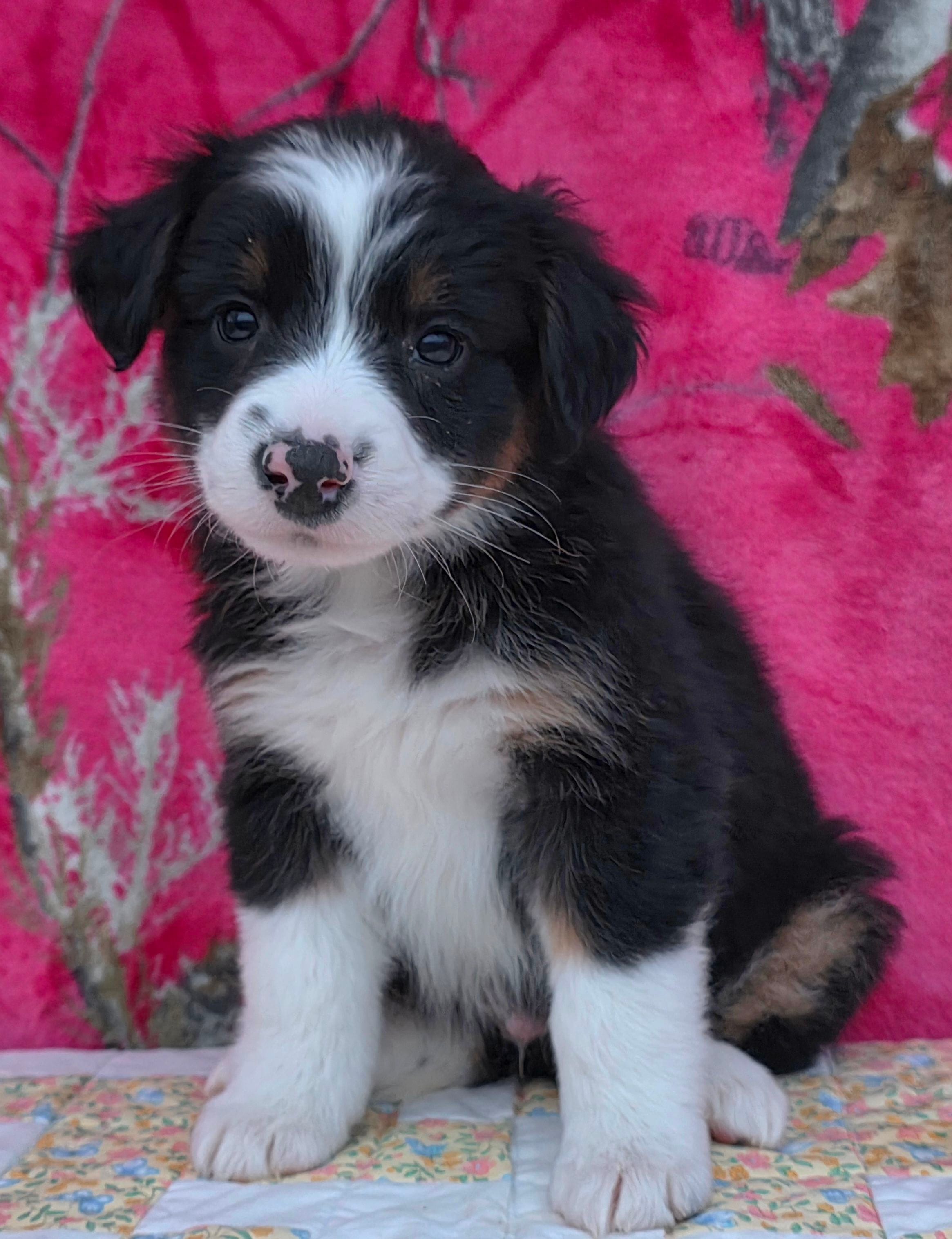 Rosalie – Australian Shepherd puppy for sale in Burlington, MI