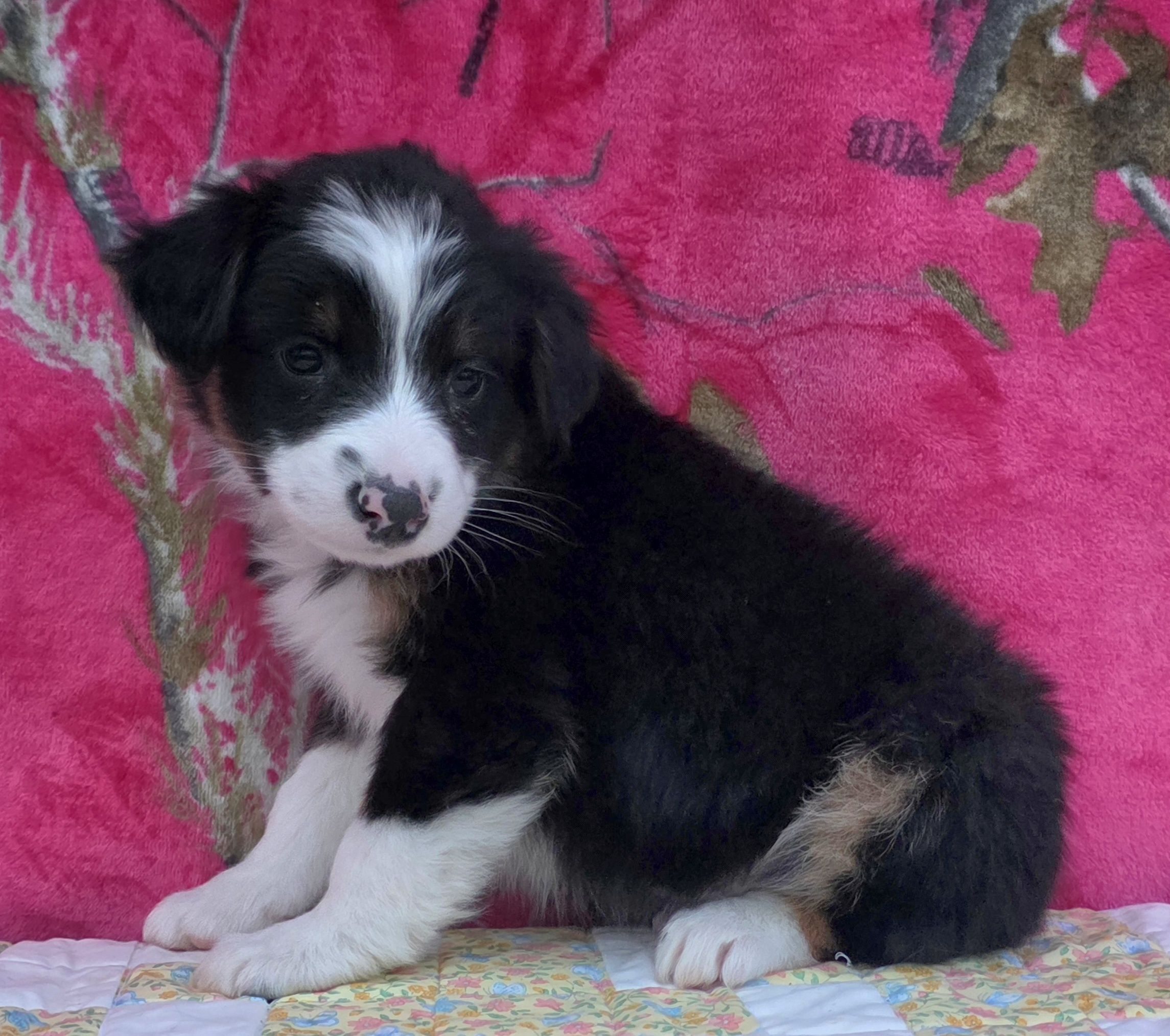 Rosalie, a female Australian Shepherd for sale in Burlington, MI – Photo 10 of 10