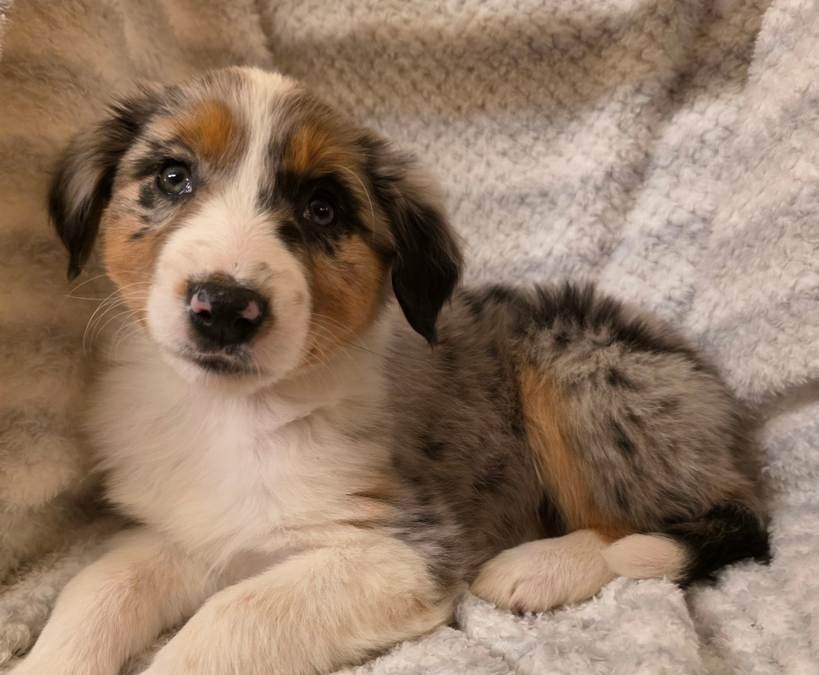 Loren, a female Australian Shepherd for sale in Burlington, MI – Photo 4 of 10