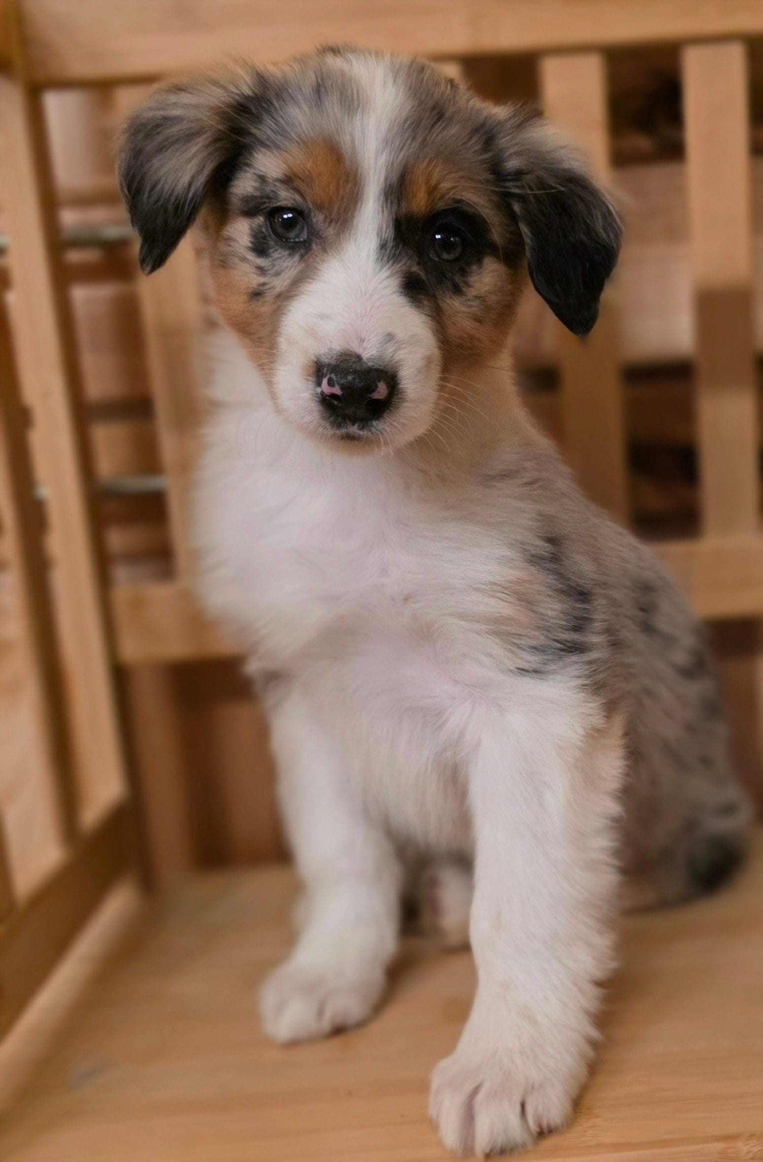 Loren, a female Australian Shepherd for sale in Burlington, MI – Photo 9 of 10