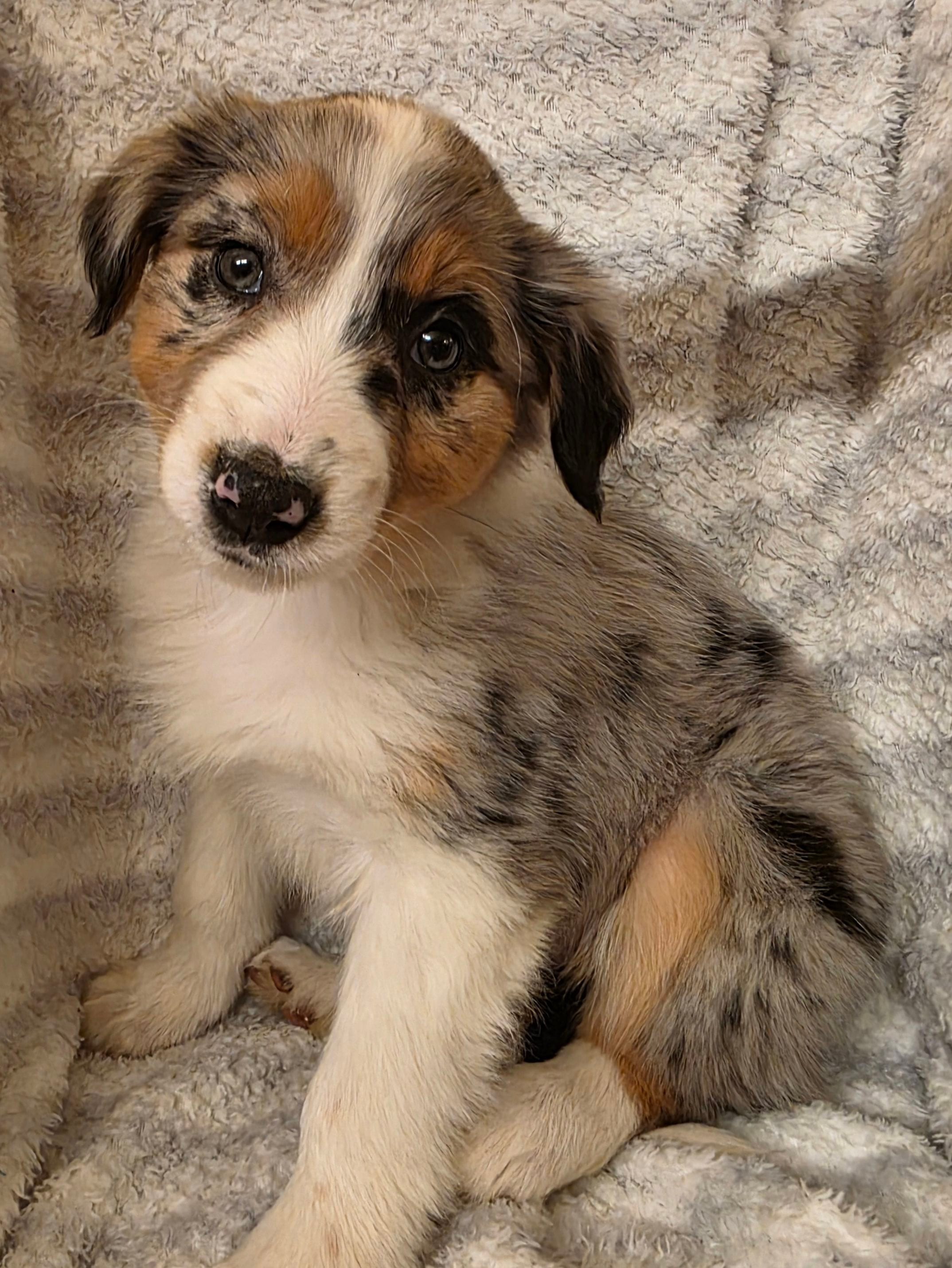 Loren, a female Australian Shepherd for sale in Burlington, MI – Photo 6 of 10