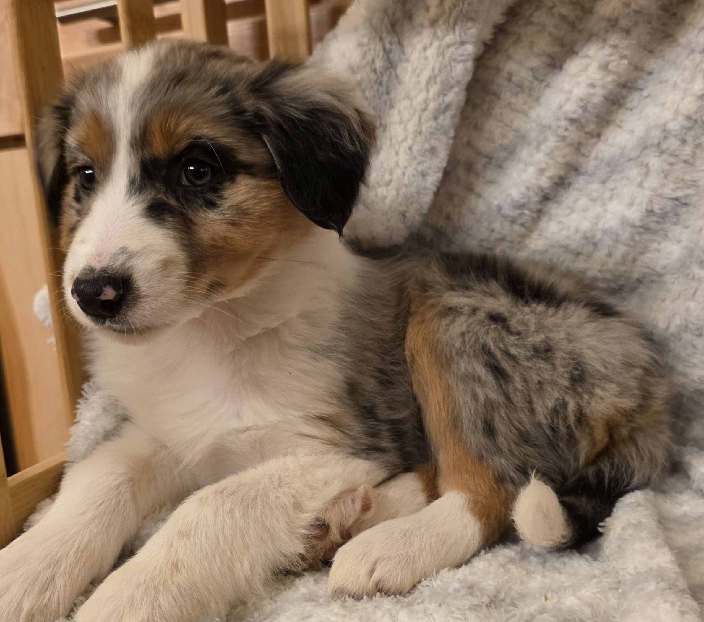Loren, a female Australian Shepherd for sale in Burlington, MI – Photo 3 of 10