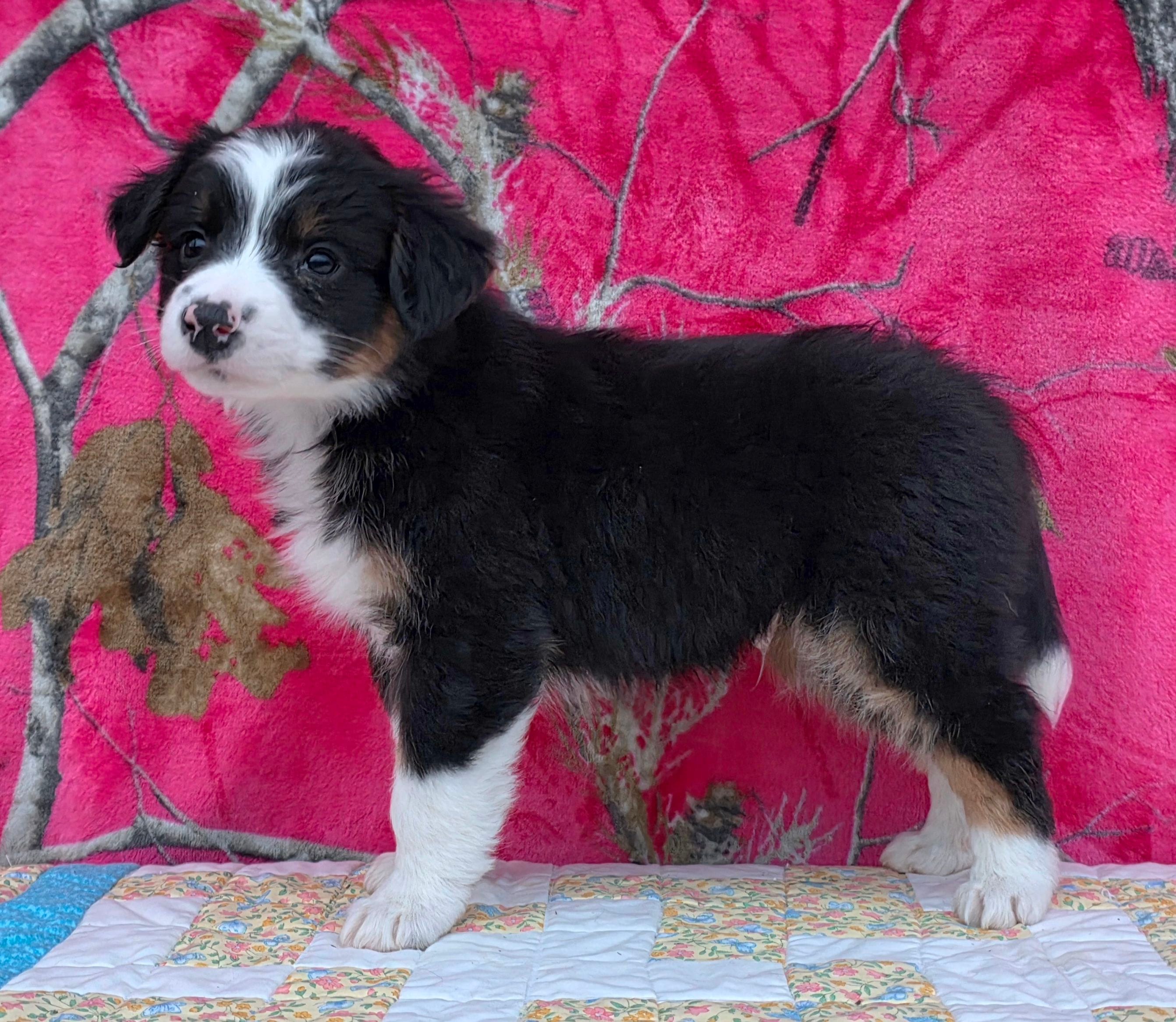 Rosalie, a female Australian Shepherd for sale in Burlington, MI – Photo 7 of 10