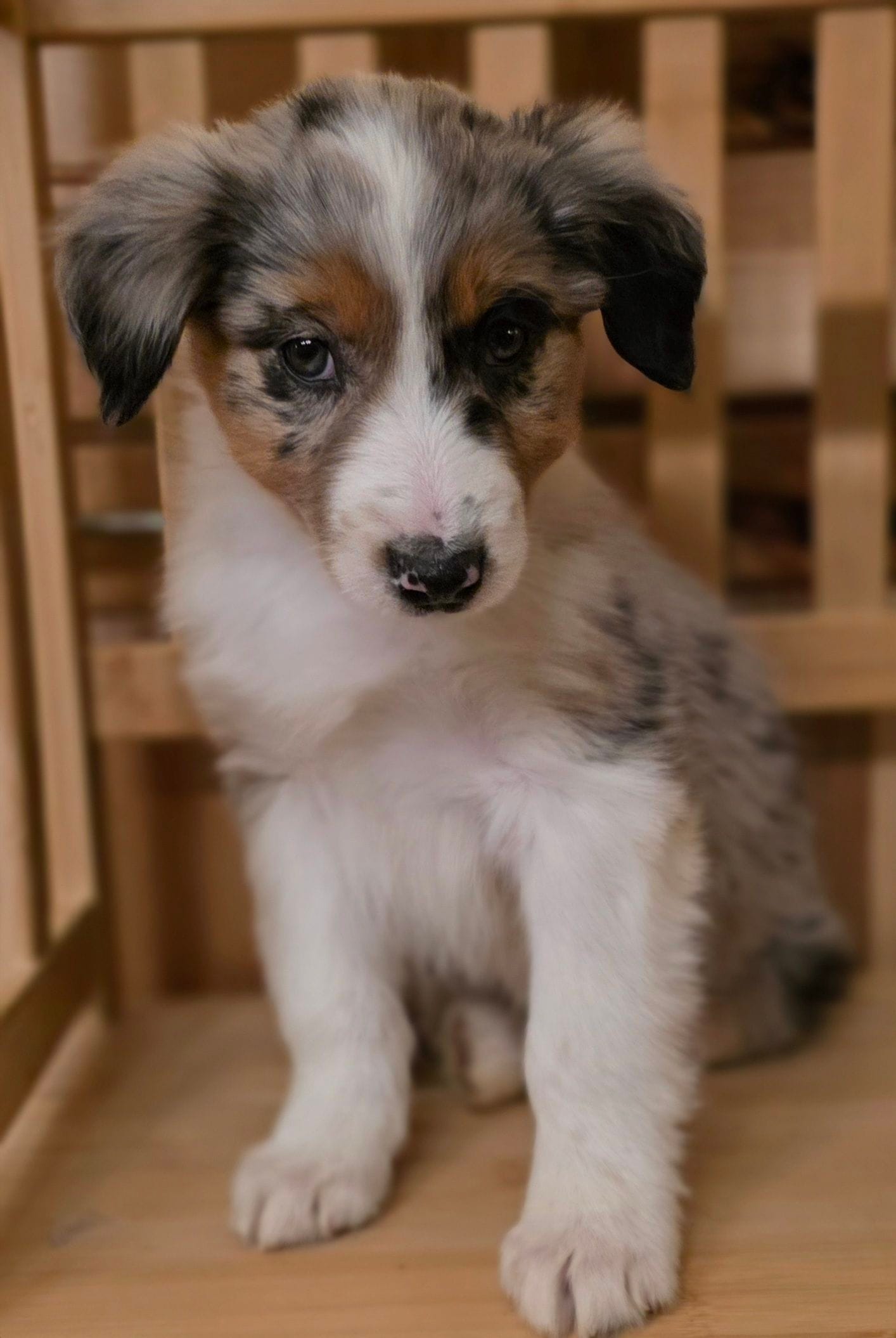 Loren, a female Australian Shepherd for sale in Burlington, MI – Photo 10 of 10