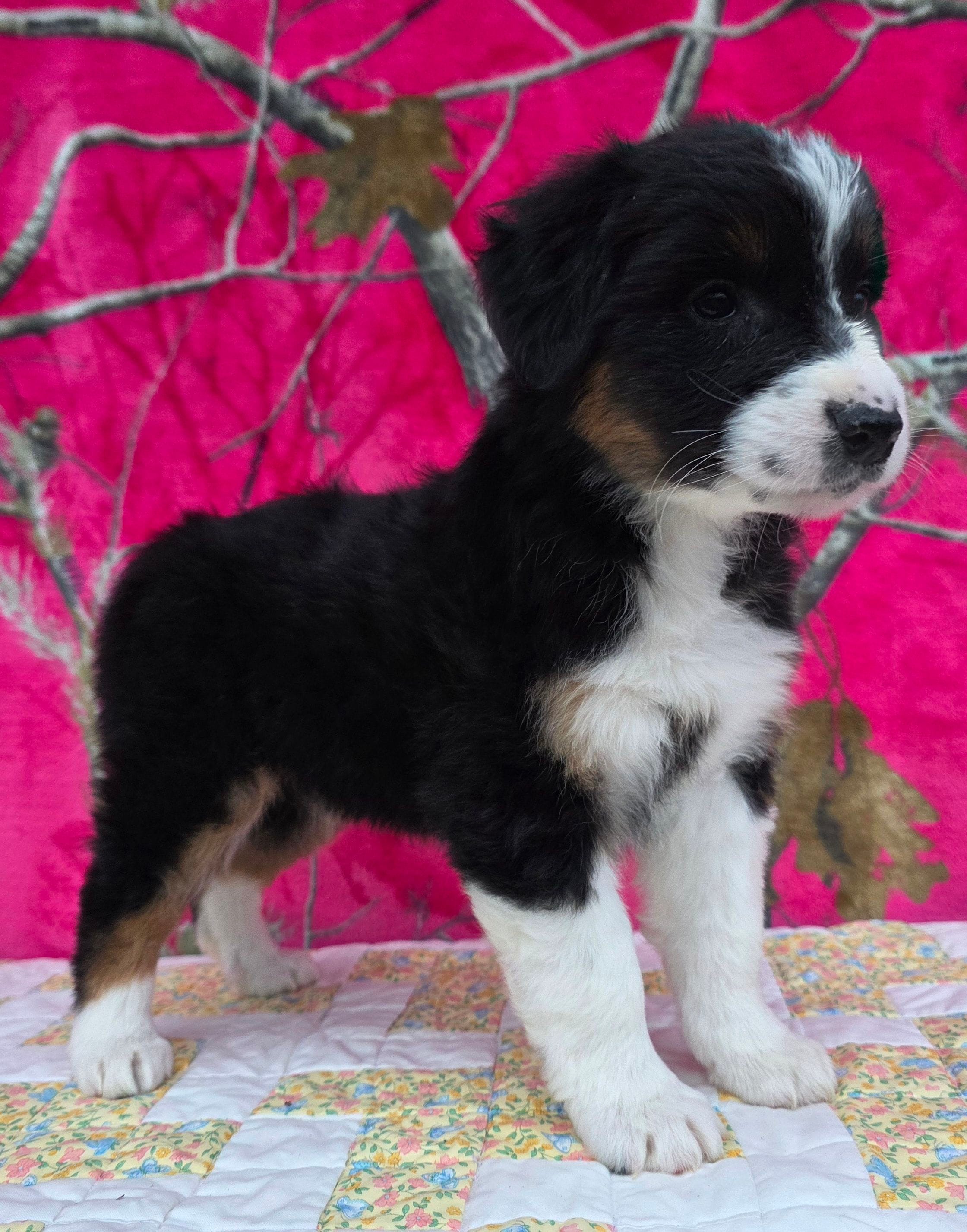 Rosalie, a female Australian Shepherd for sale in Burlington, MI – Photo 6 of 10