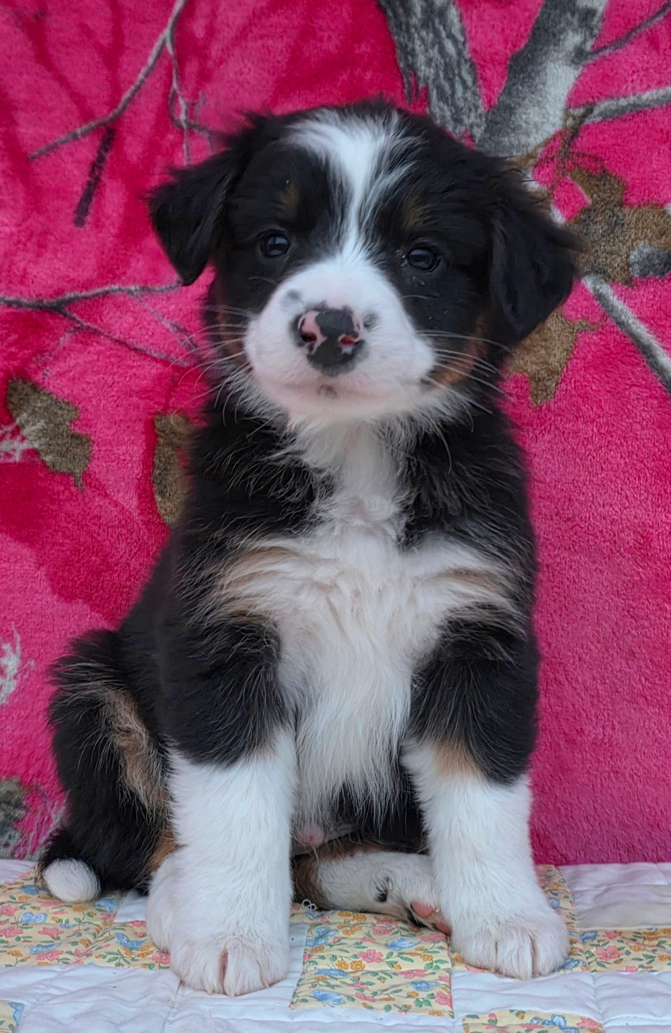 Rosalie, a female Australian Shepherd for sale in Burlington, MI – Photo 5 of 10