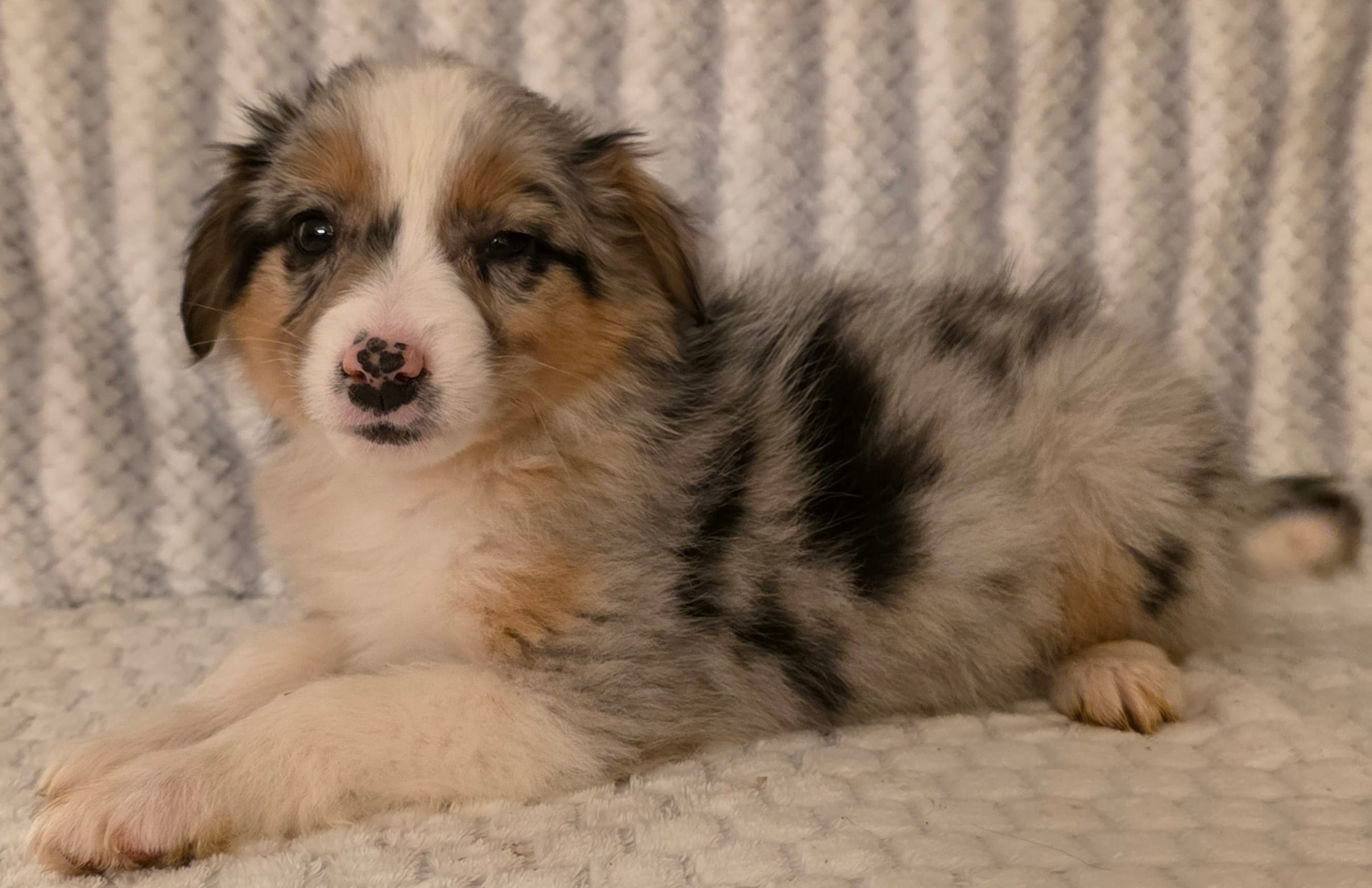 Georgia  – Australian Shepherd puppy for sale in Burlington, MI