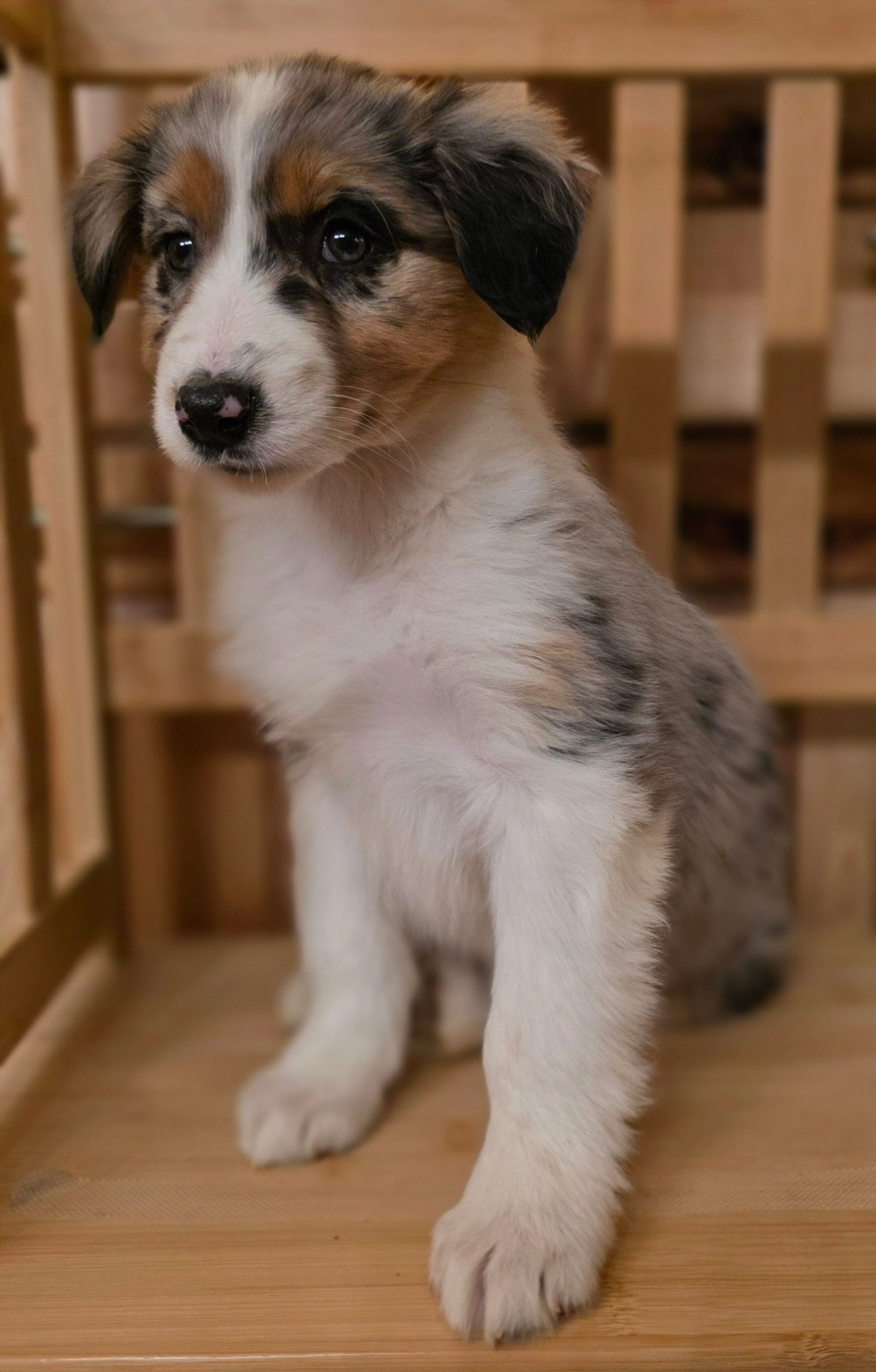 Loren, a female Australian Shepherd for sale in Burlington, MI – Photo 8 of 10