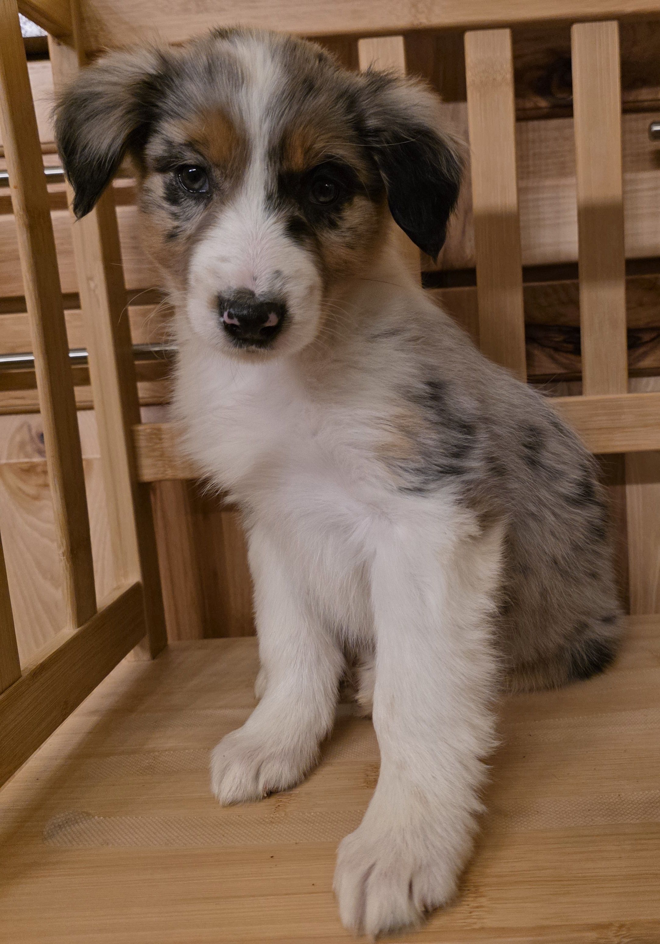 Loren, a female Australian Shepherd for sale in Burlington, MI – Photo 7 of 10