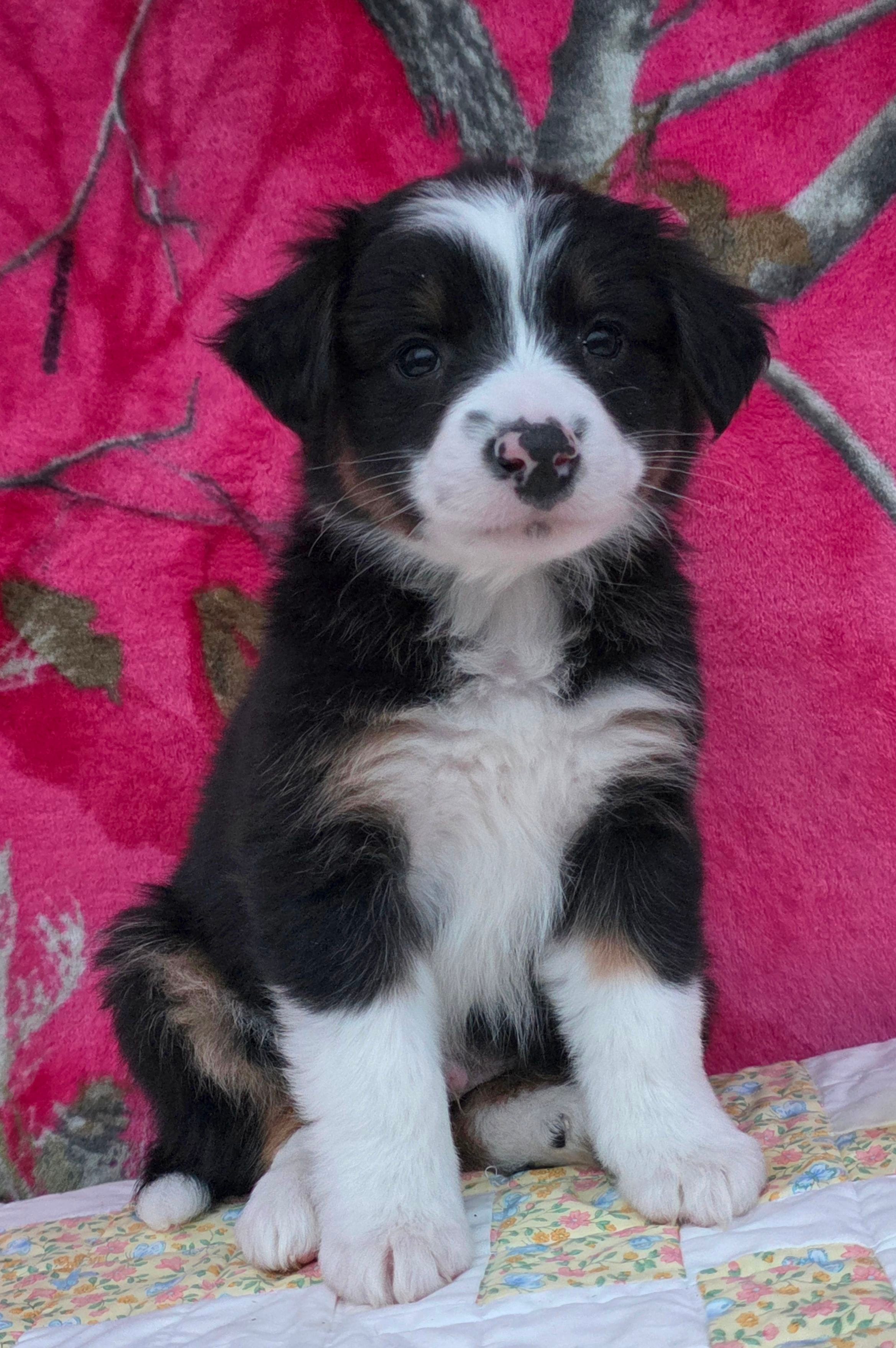 Rosalie, a female Australian Shepherd for sale in Burlington, MI – Photo 3 of 10
