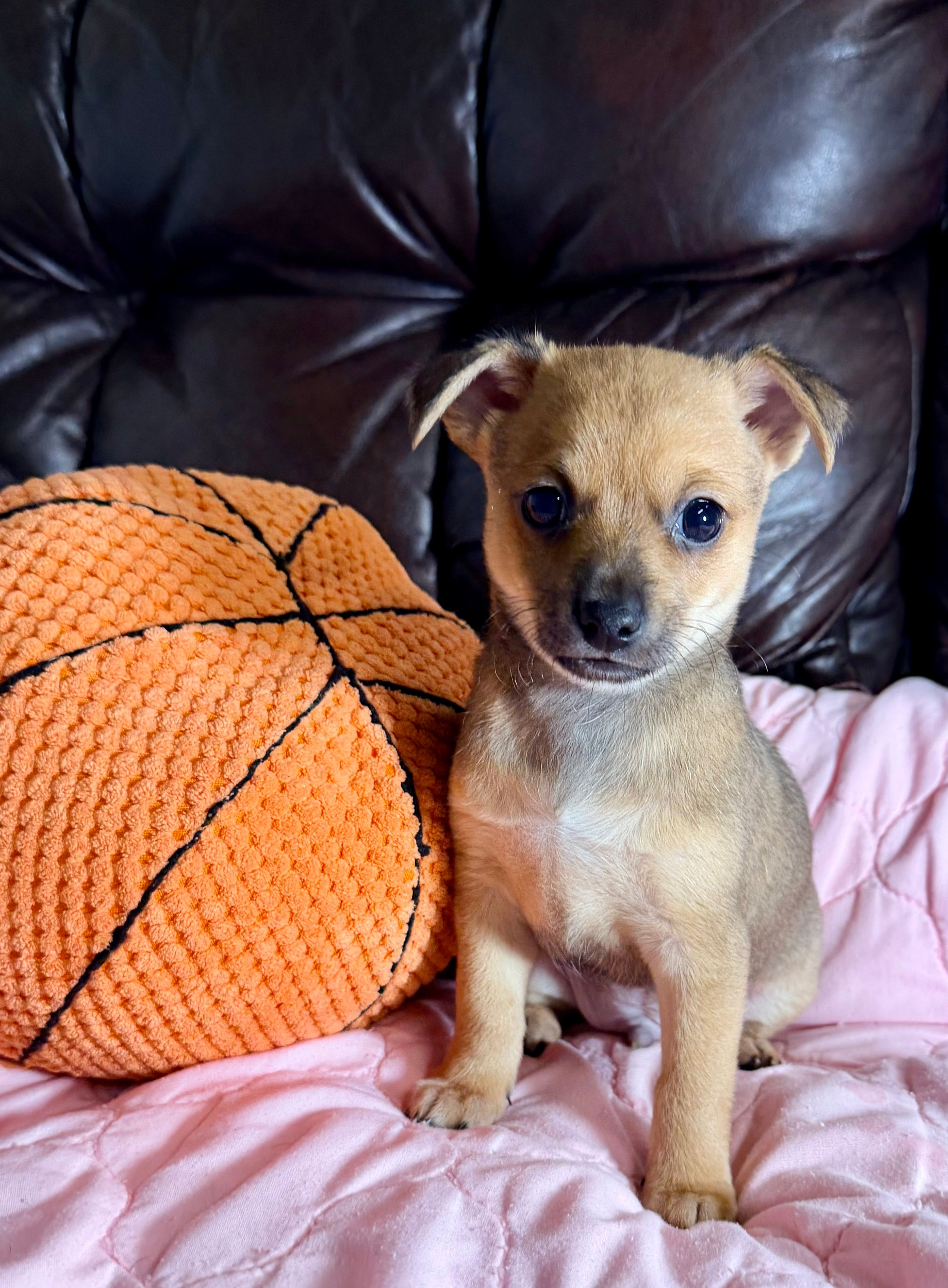Oakley -- CKC Chihuahua – Chihuahua puppy for sale in Shepherd, TX