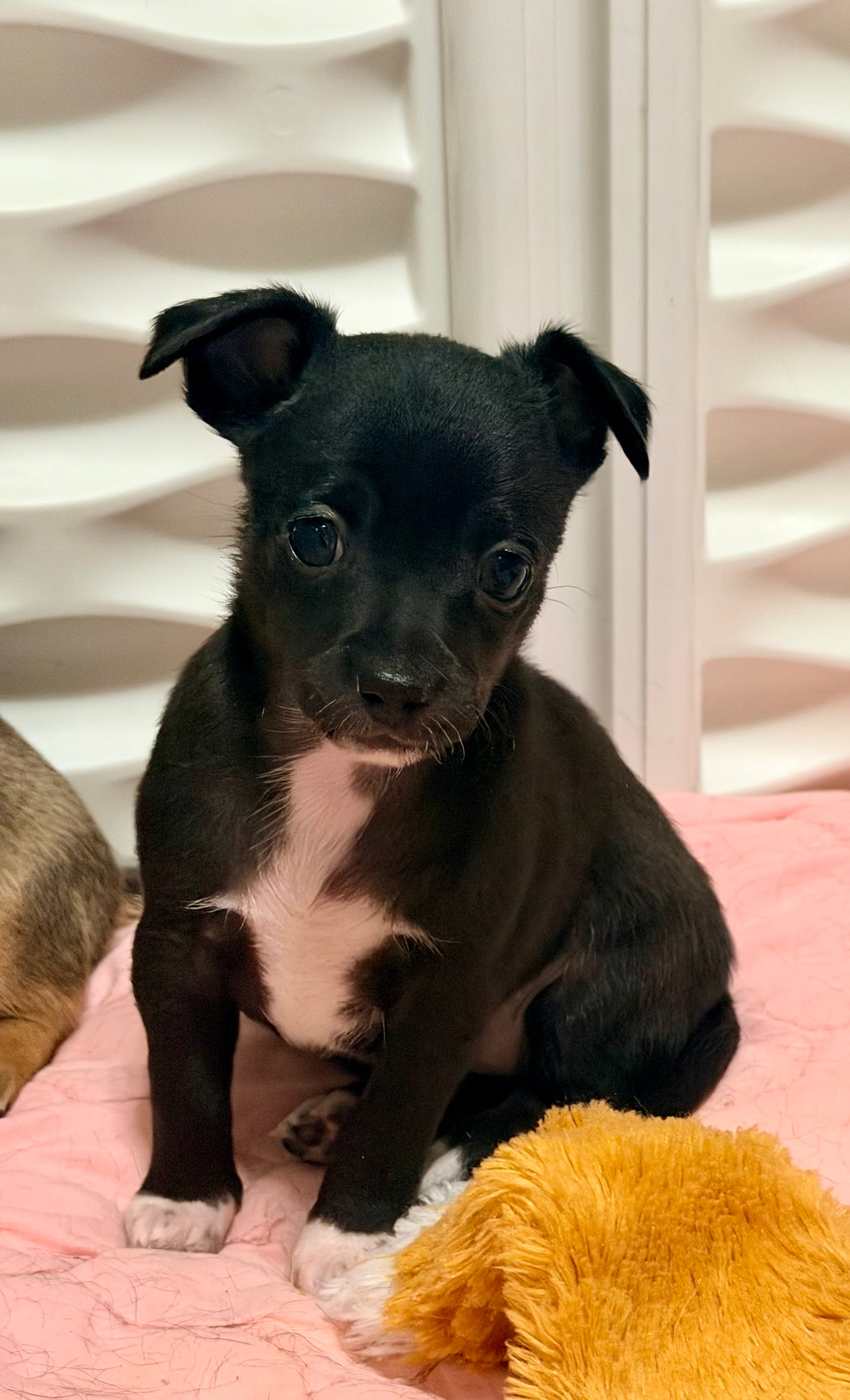 Raven--CKC Chihuahua – Chihuahua puppy for sale in Shepherd, TX