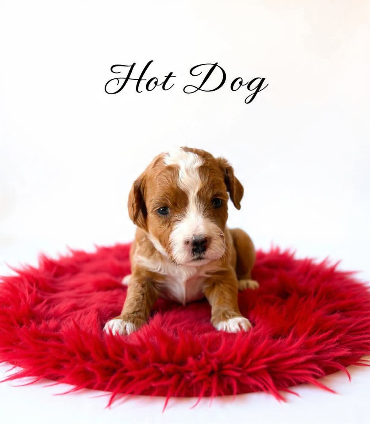 Hot dog Micro Mini – Miniature Goldendoodle puppy for sale in Spring Hill, FL
