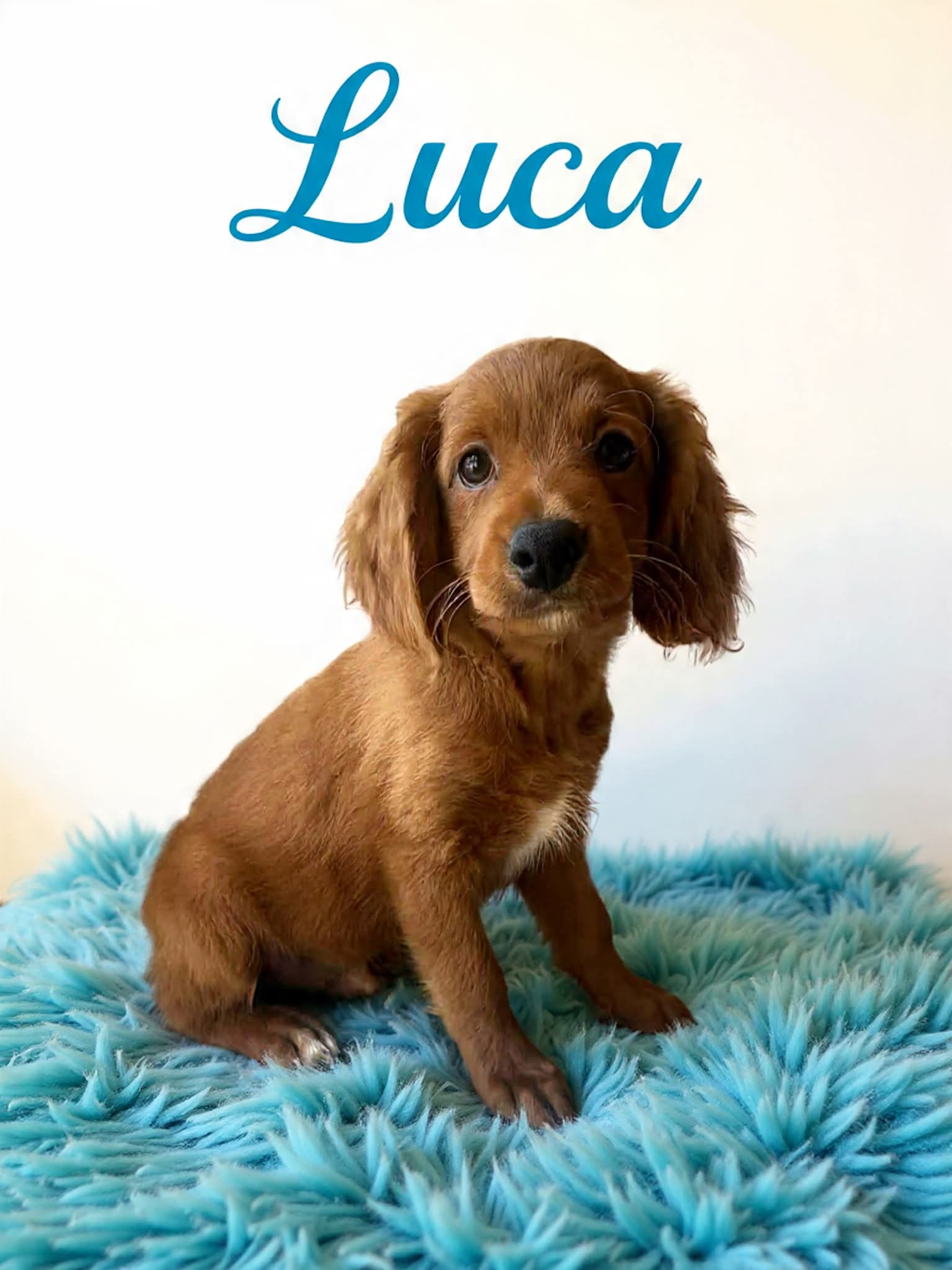 Luca – Miniature Goldendoodle puppy for sale in Port Richey, FL