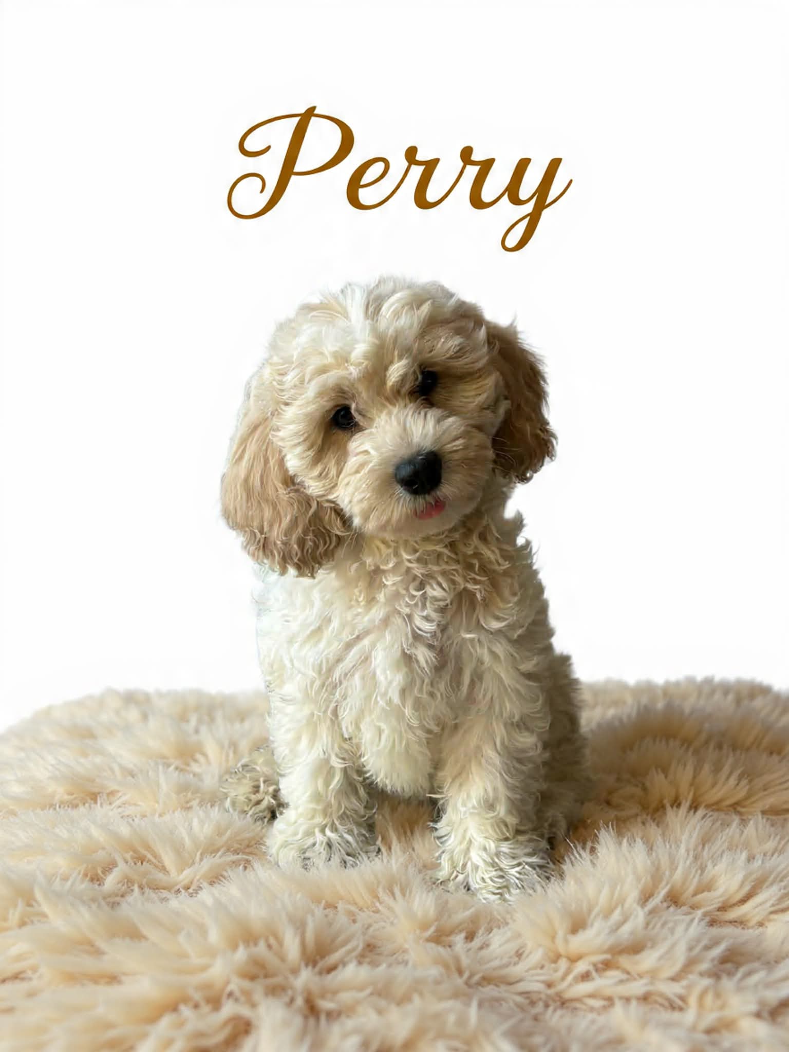 Perry – Cavapoo puppy for sale in Port Richey, FL