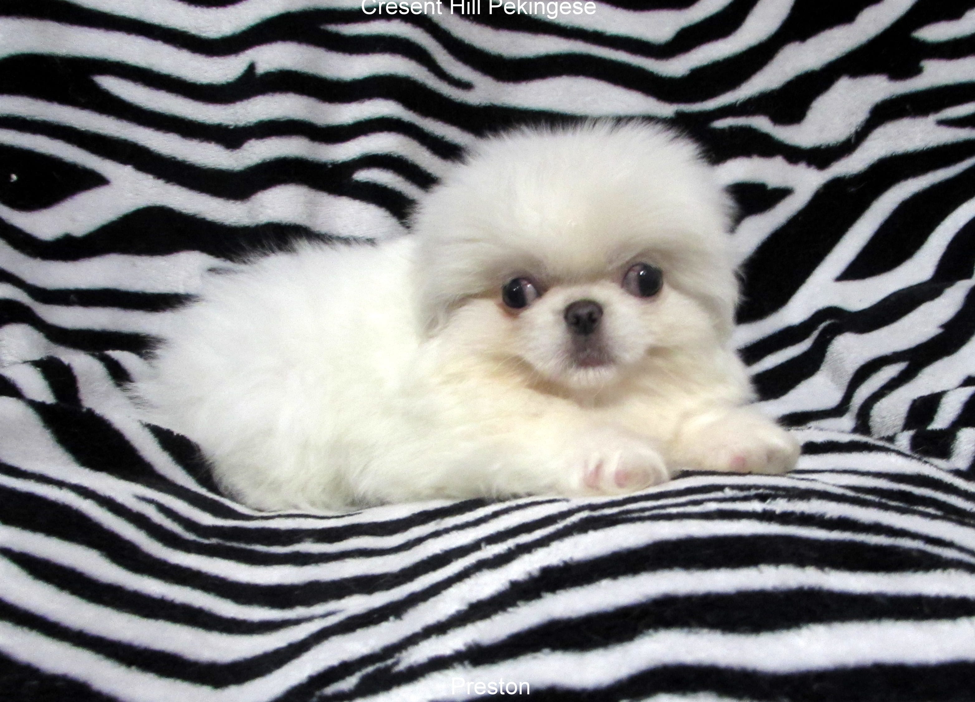 Preston, a male Pekingese for sale in Salley, SC – 3 of 5