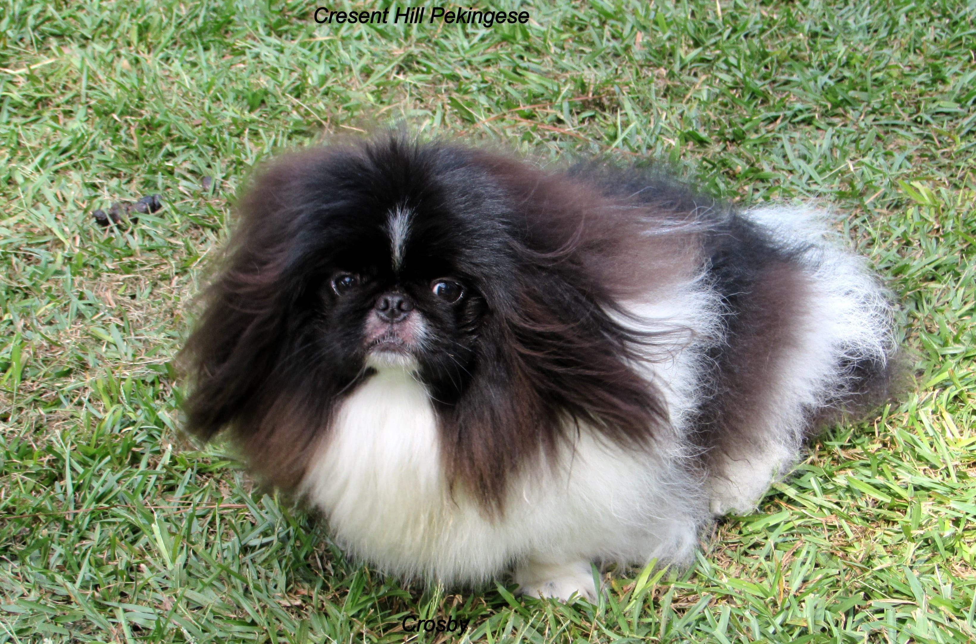 Preston, a male Pekingese for sale in Salley, SC – 5 of 5