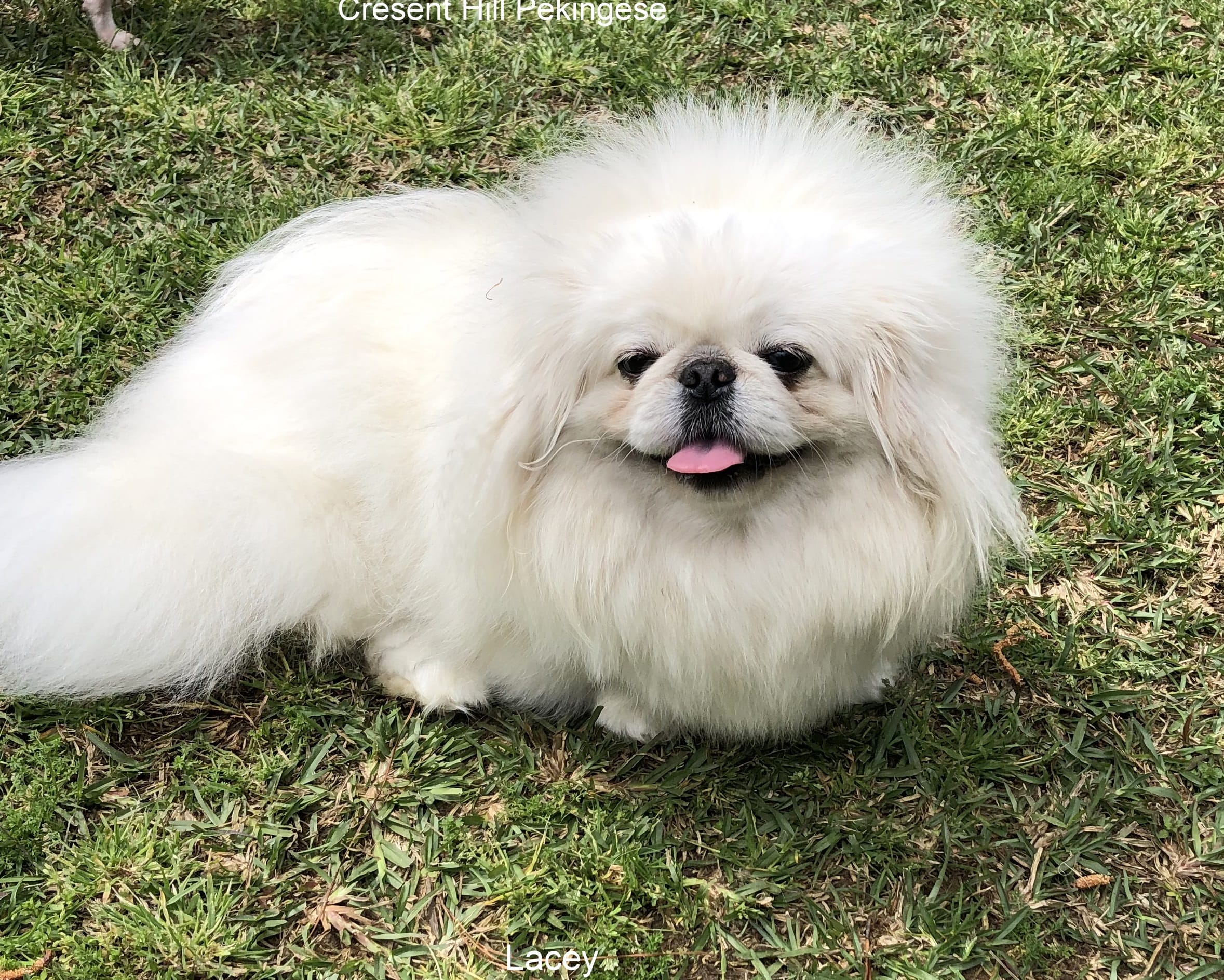 Preston, a male Pekingese for sale in Salley, SC – 4 of 5
