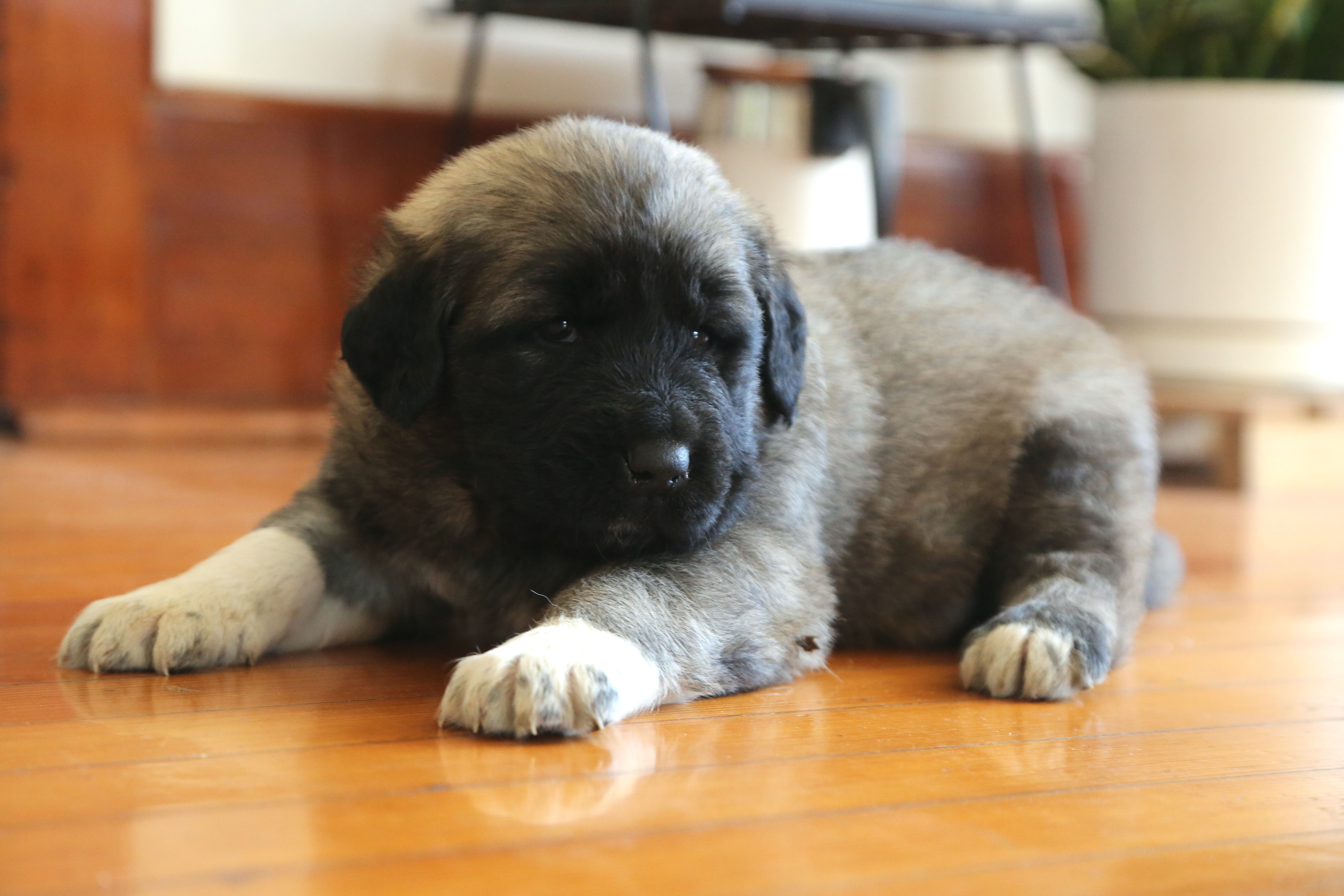 Purebred Kangal 1 male – Kangal Dog puppy for sale in Newburgh, NY
