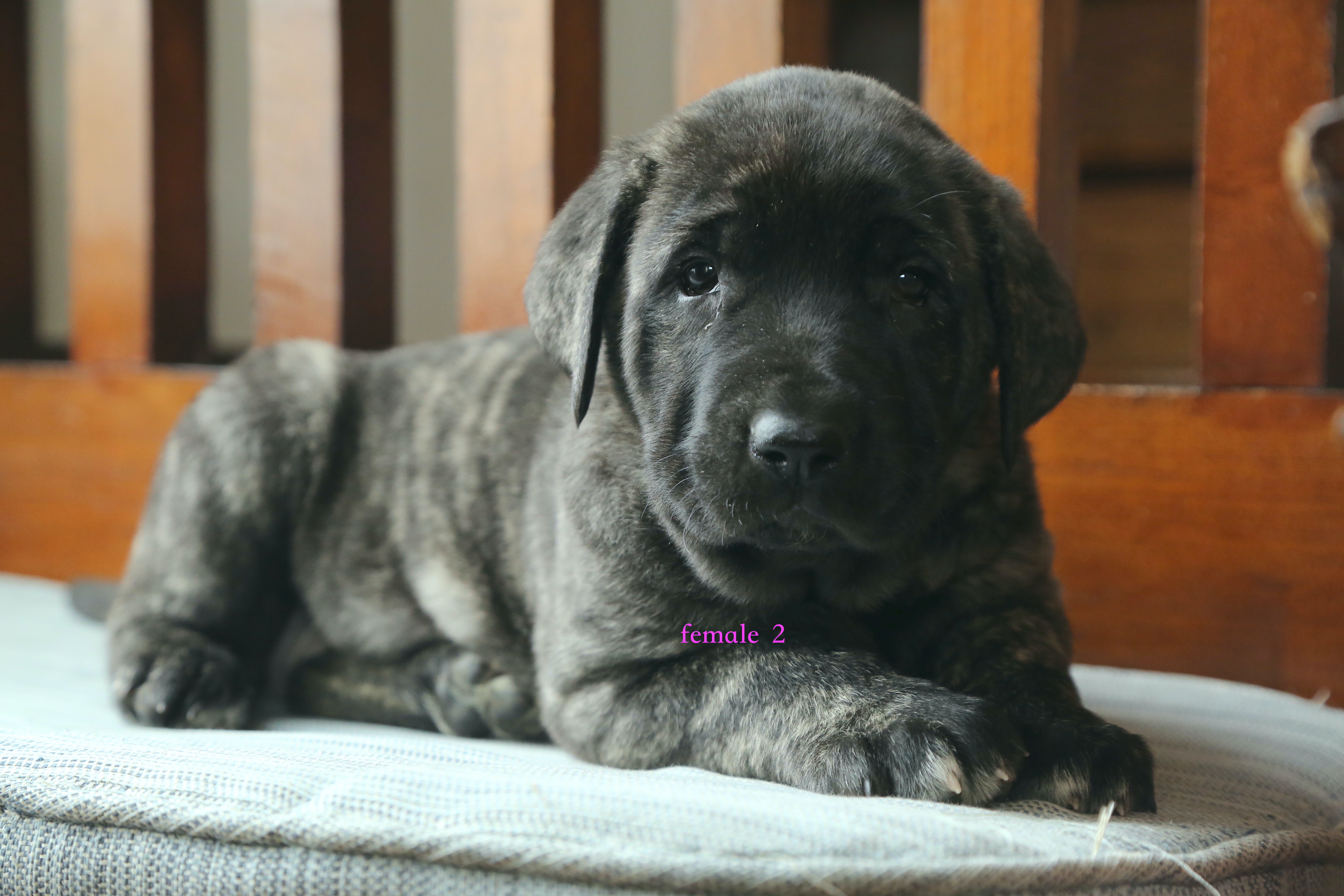 Caucasin Ovcharka/FB pup 3