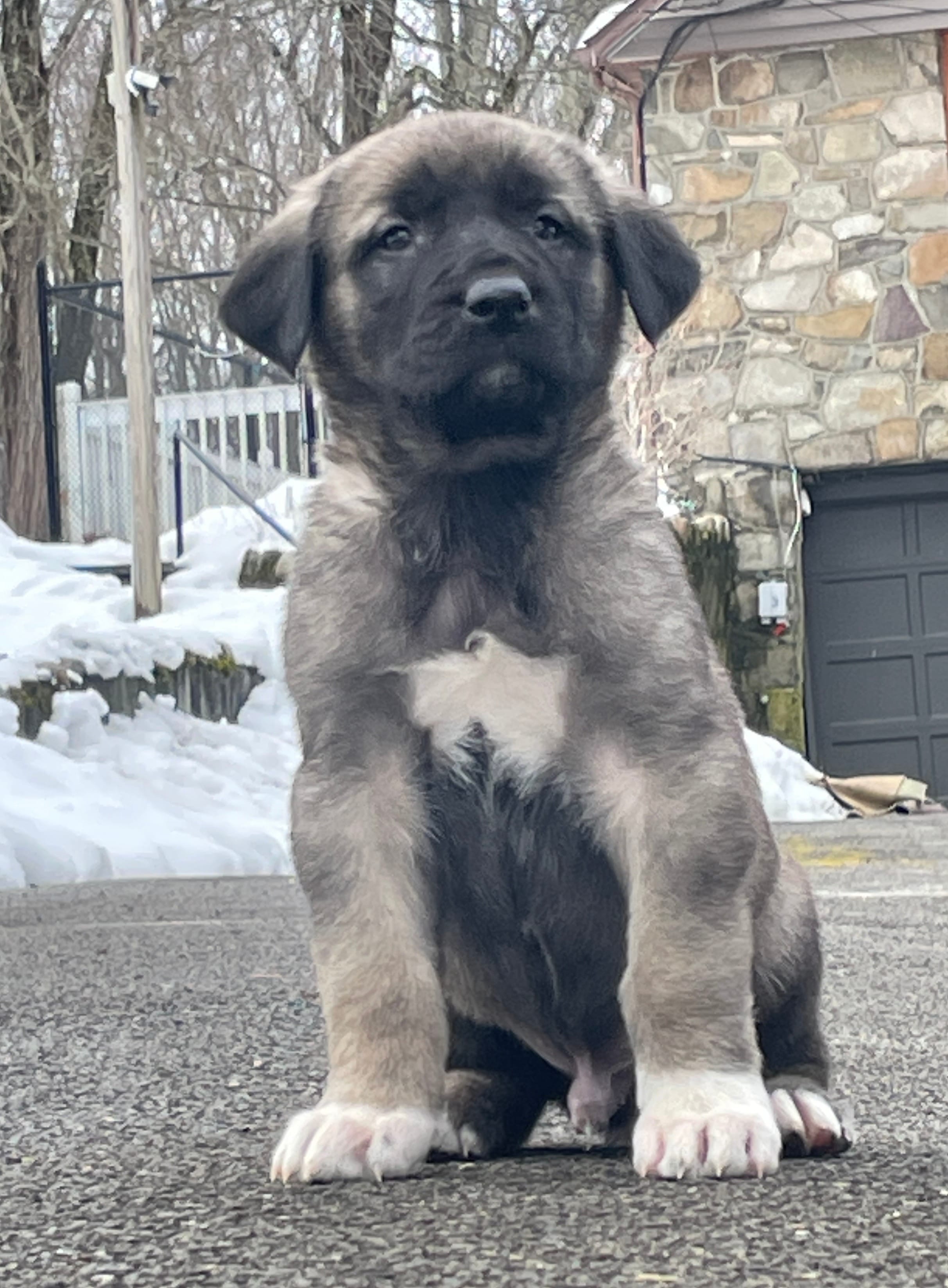 Kangal/Spanish mastiff male 3