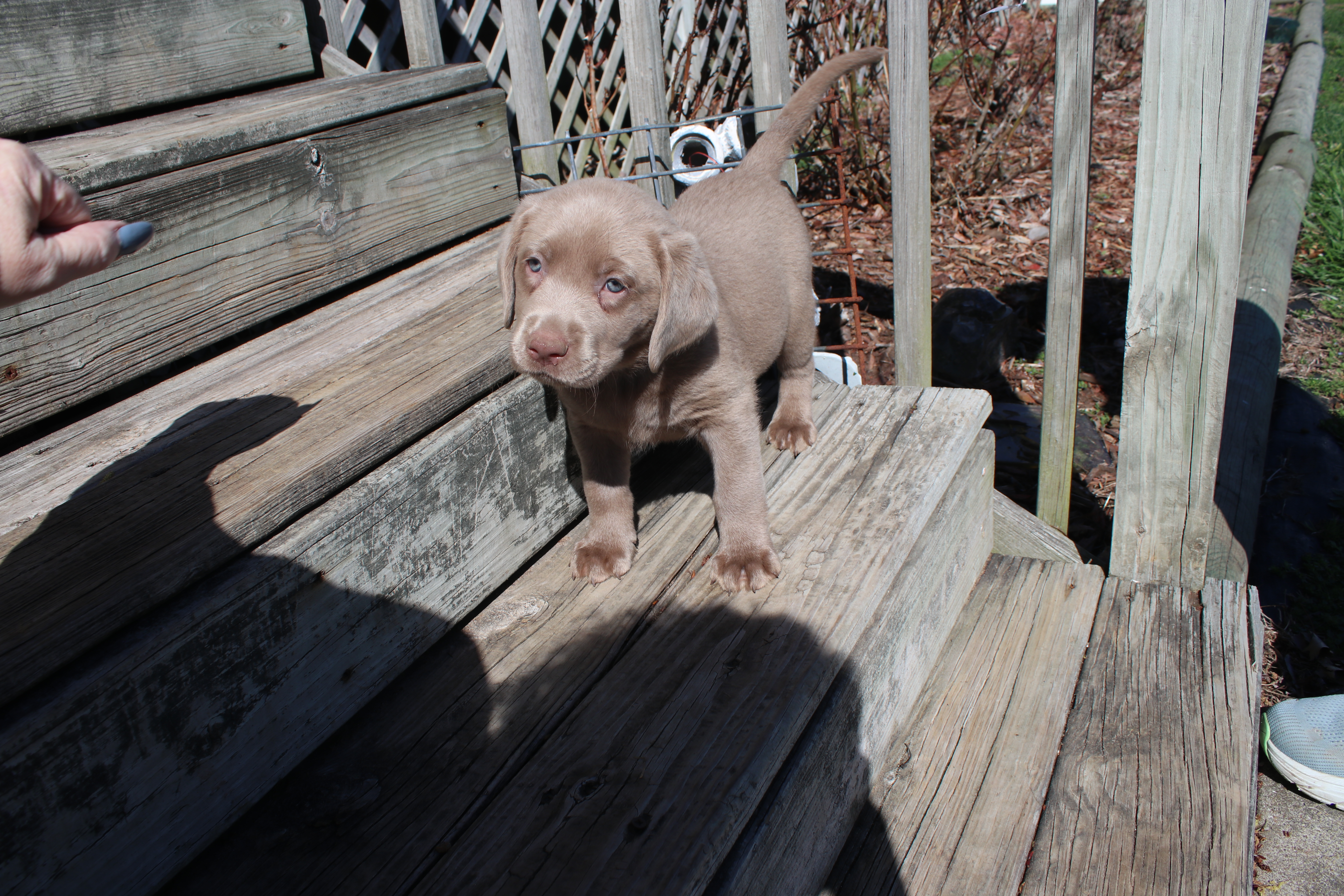 Valentina – Labrador Retriever puppy for sale in Stockton, MO
