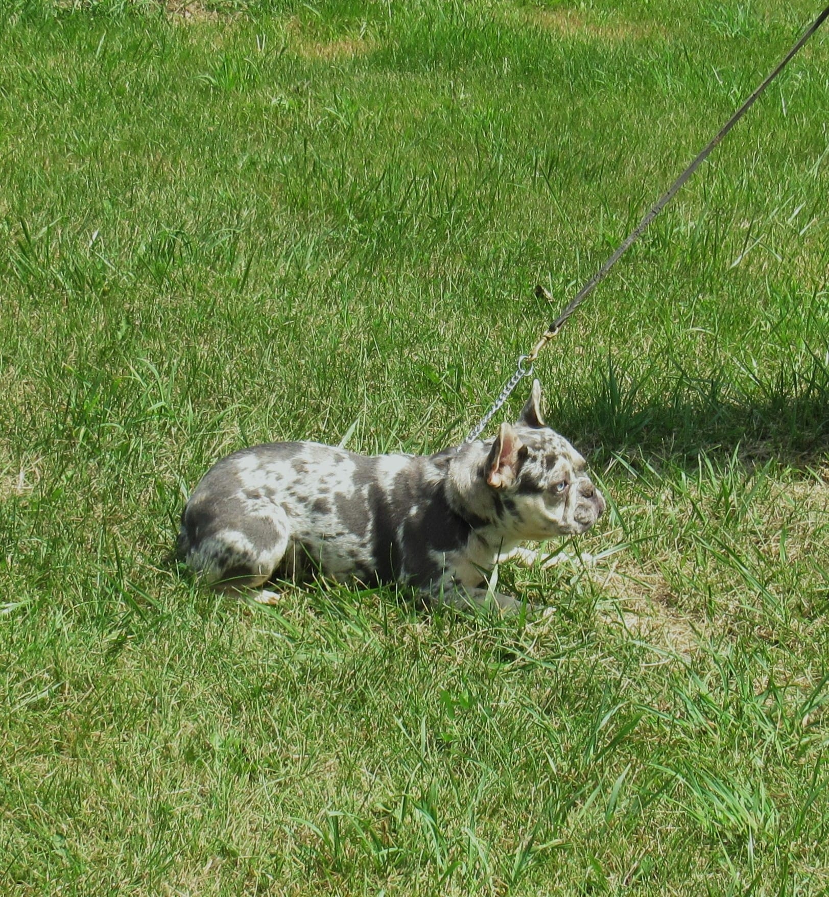 SHADES – French Bulldog puppy for sale in Nashville, MI