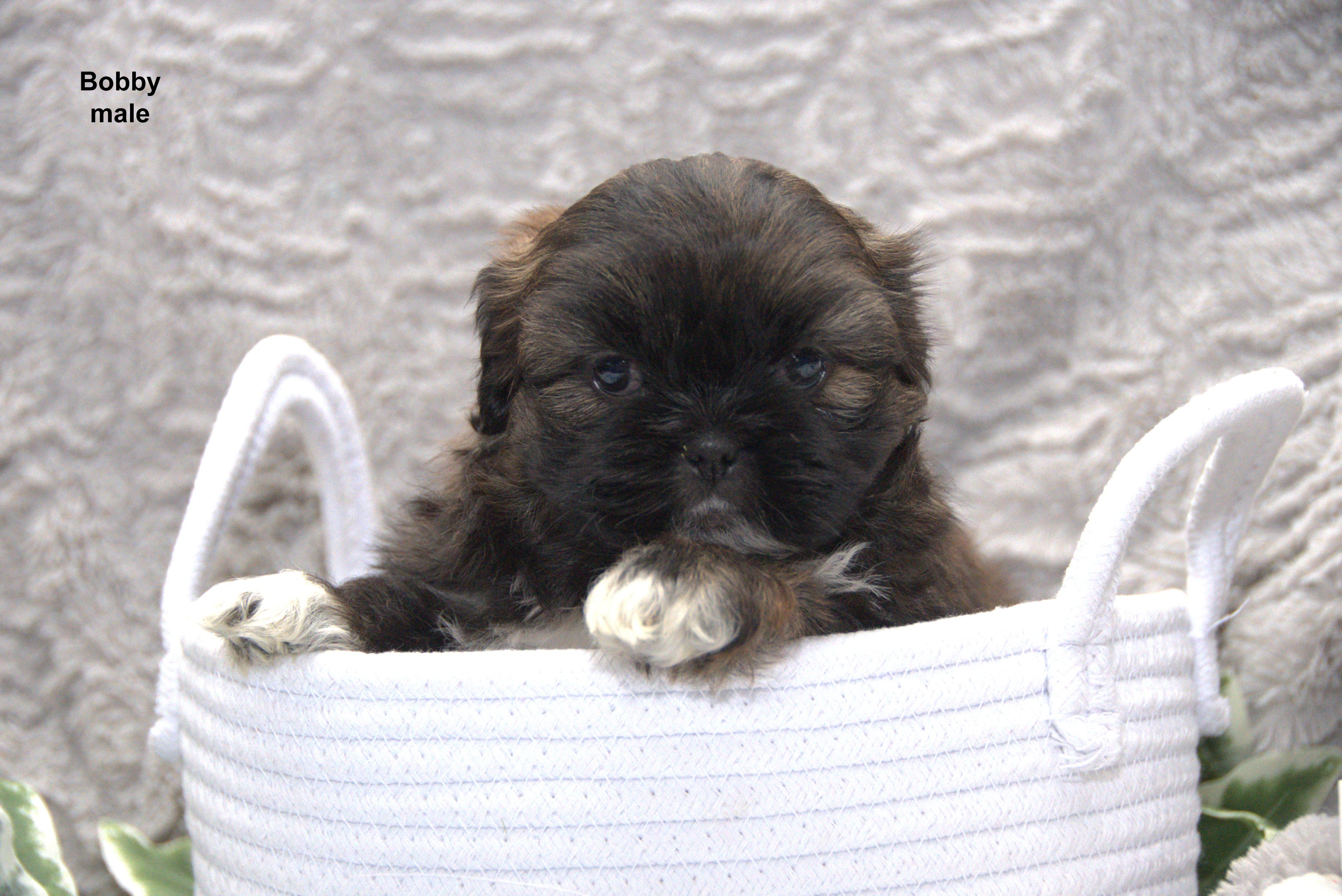 Bobby – Shih Tzu puppy for sale in Clare, MI