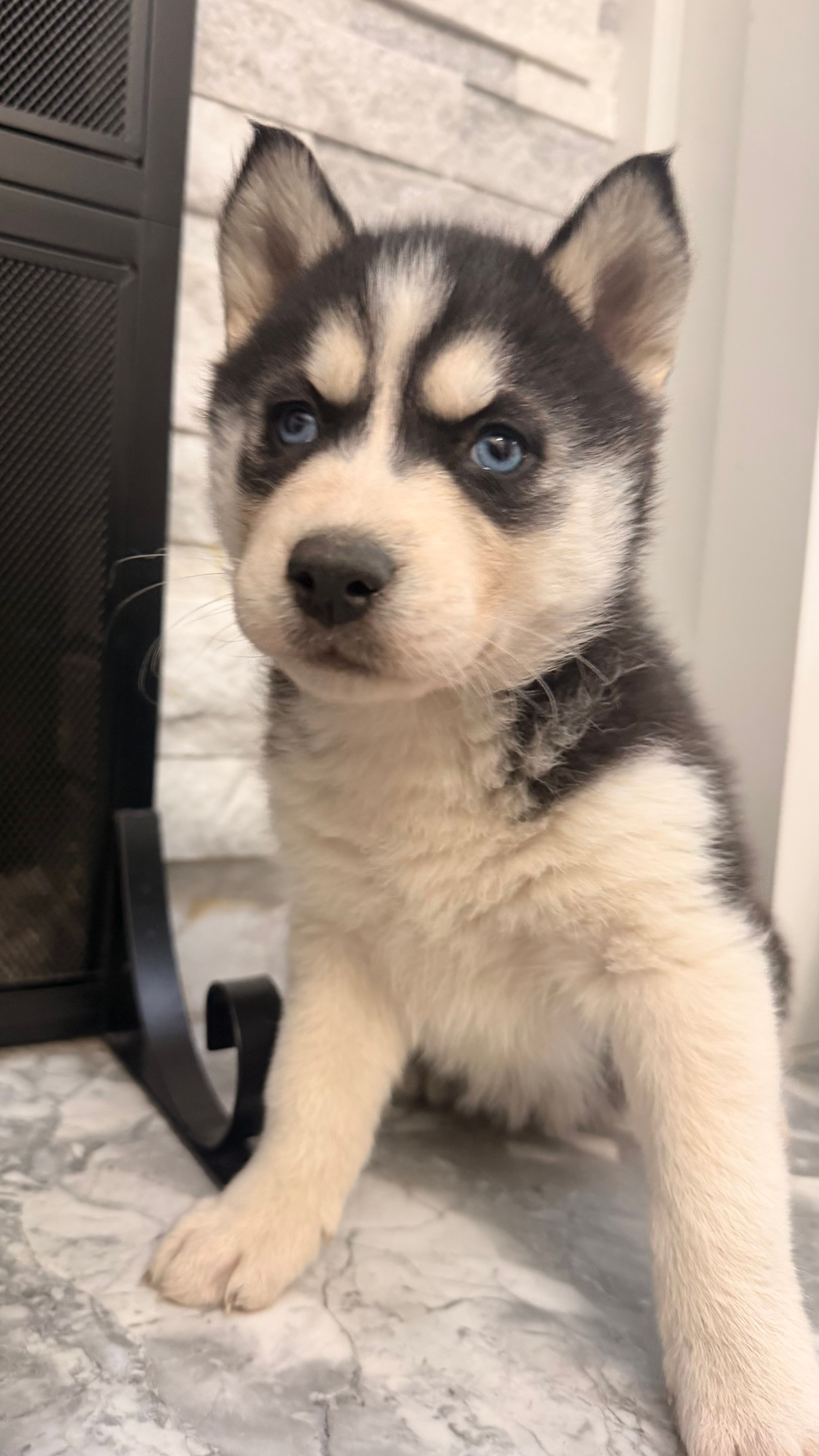 Lola – Siberian Husky puppy for sale in Elkhart, IN