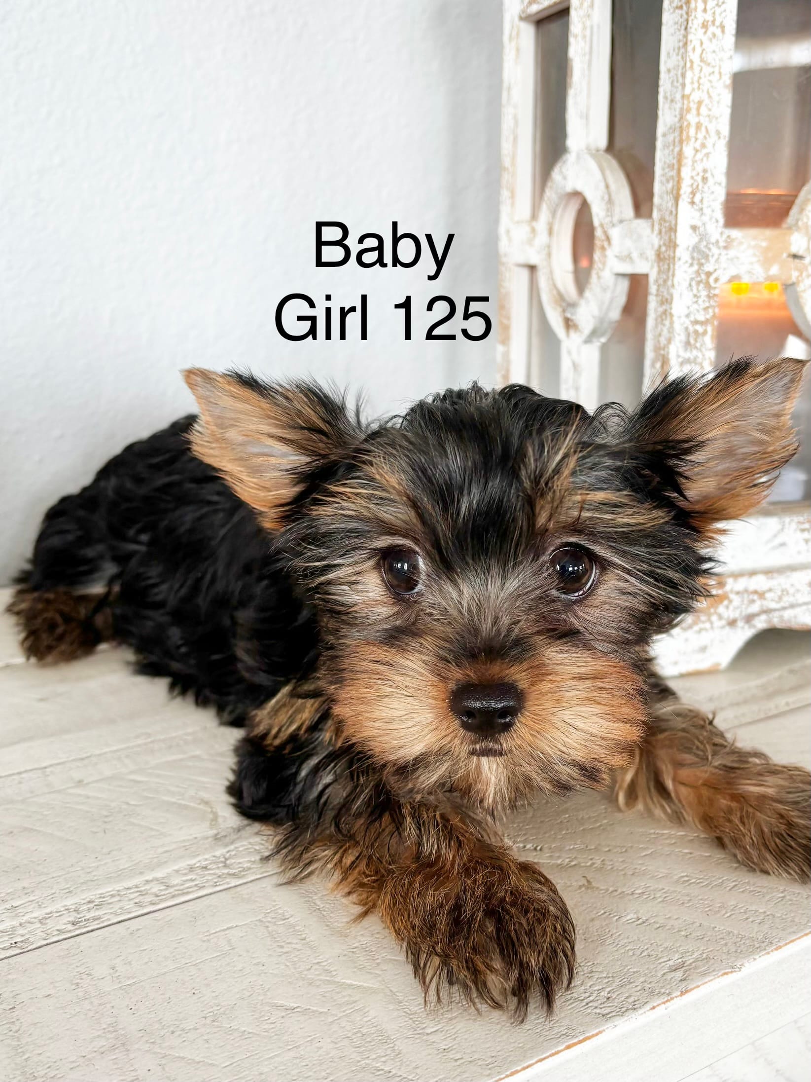 Baby Girl 125, a female Yorkshire Terrier for sale in Bells, TX – Photo 3 of 7
