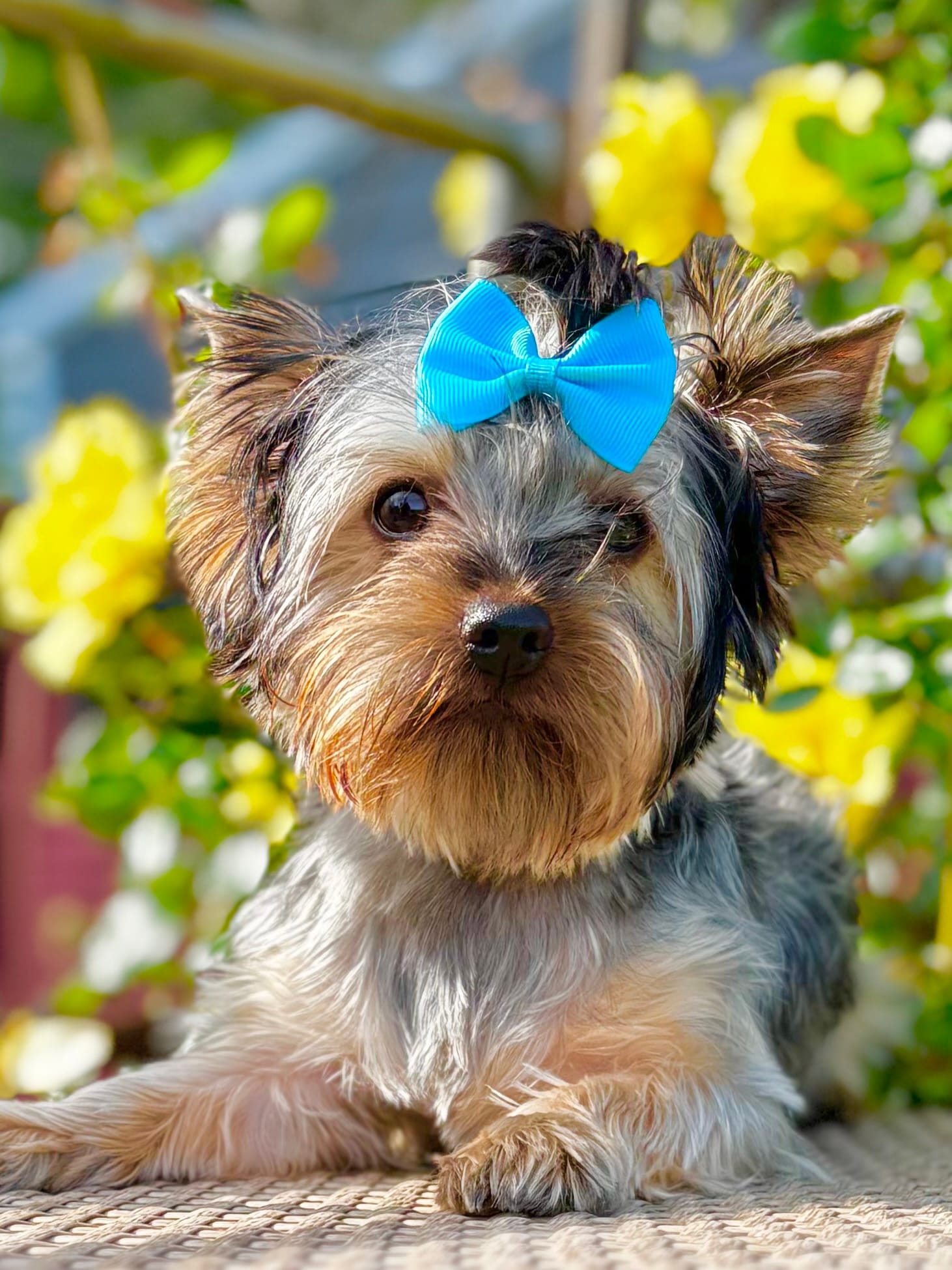 Baby Boy 774 – Yorkshire Terrier puppy for sale in Bells, TX