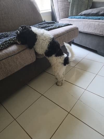 Little Debbie~ Available Now!, a female Poodle - Miniature  for sale in Jacksonville, FL – 2 of 10