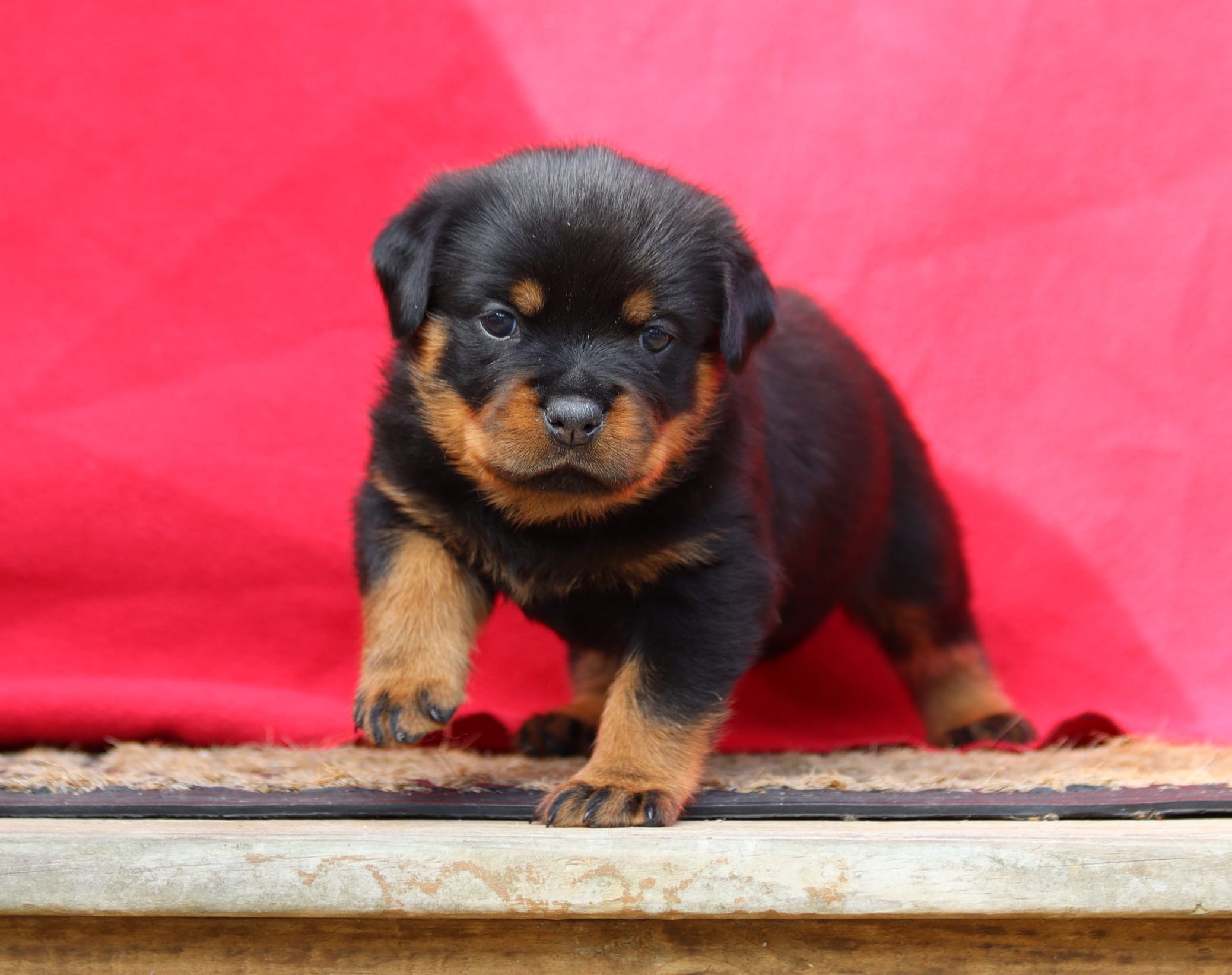 Yellow – Rottweiler puppy for sale in Rentz, GA