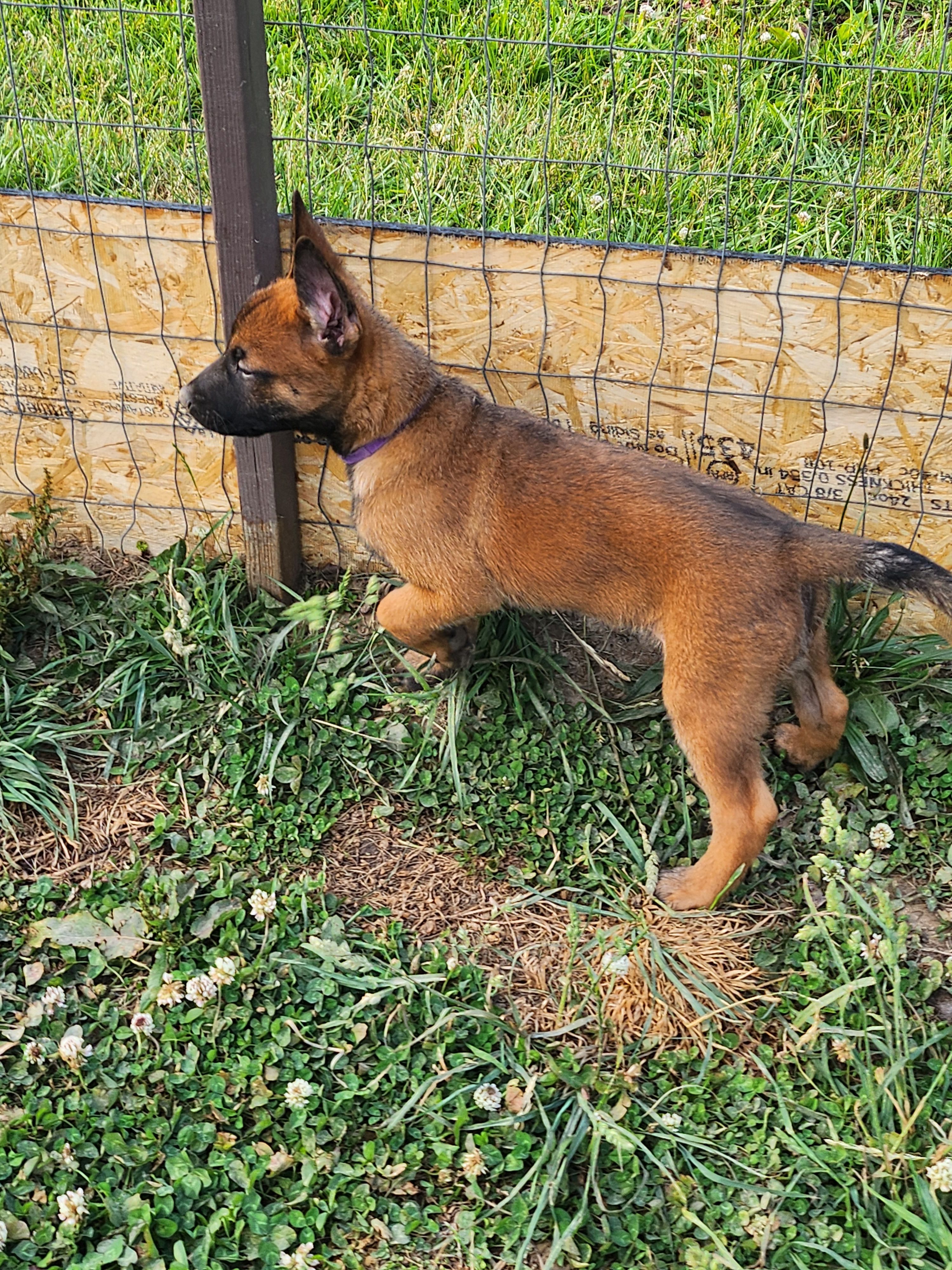 Purple collar Fox – Belgian Malinois puppy for sale in Jamestown, TN