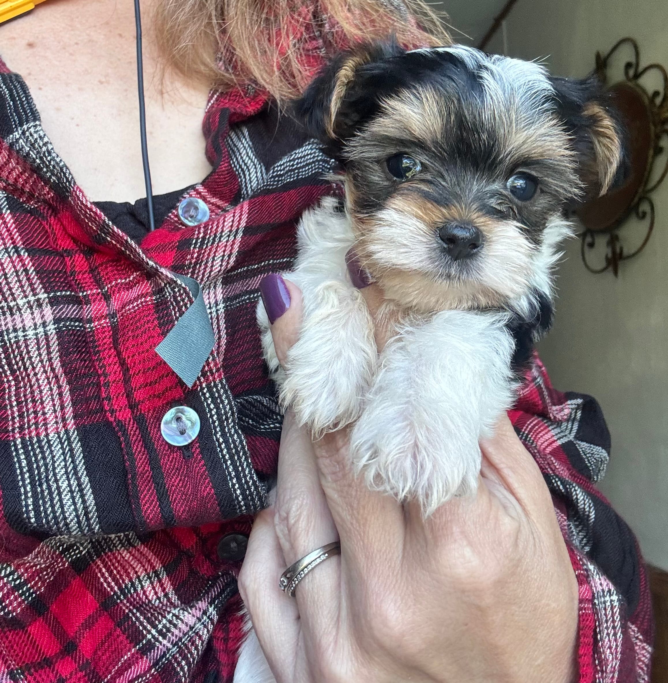 Chloe Baby – Yorkshire Terrier puppy for sale in Denham Springs, LA