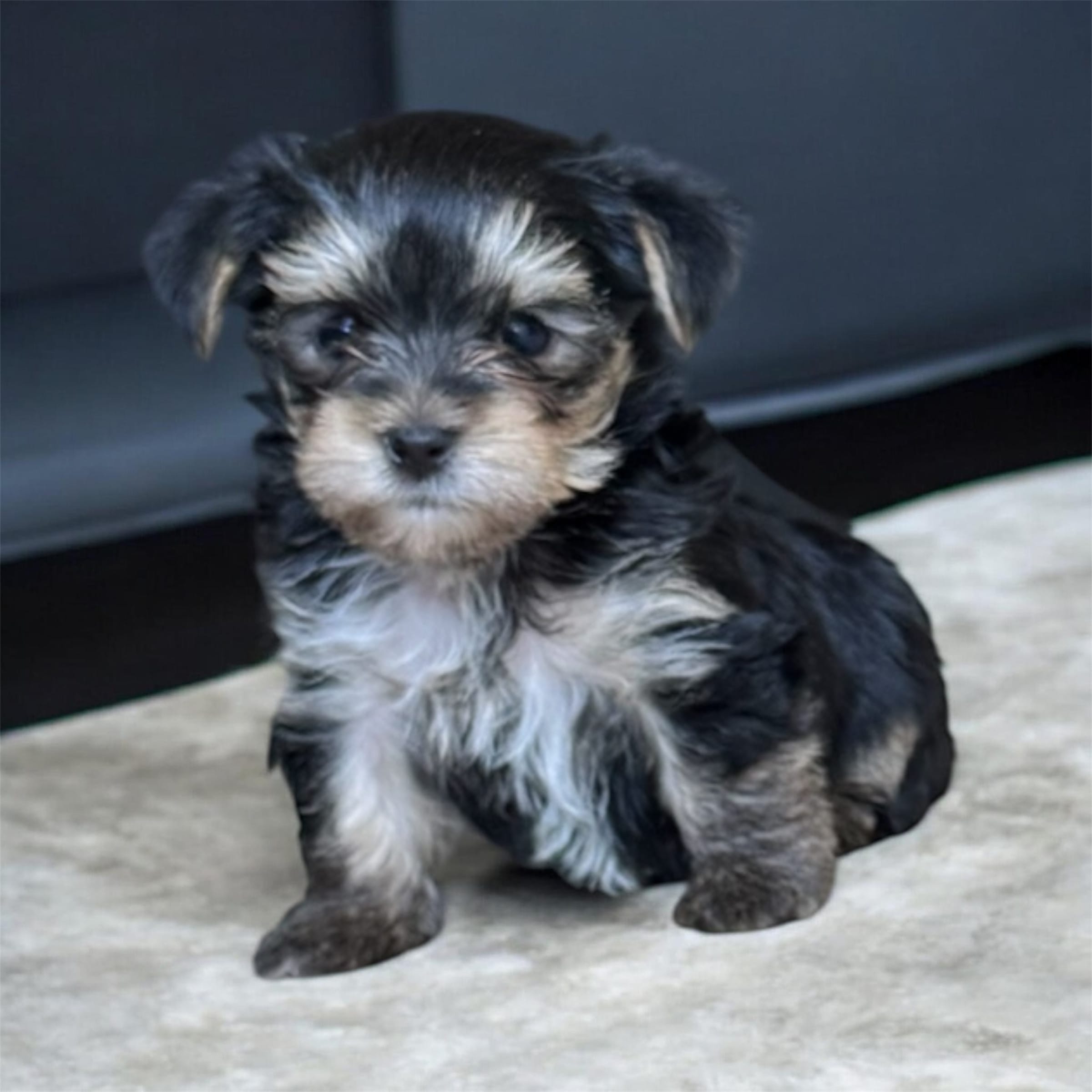 Sonny Boy – Yorkshire Terrier puppy for sale in Denham Springs, LA