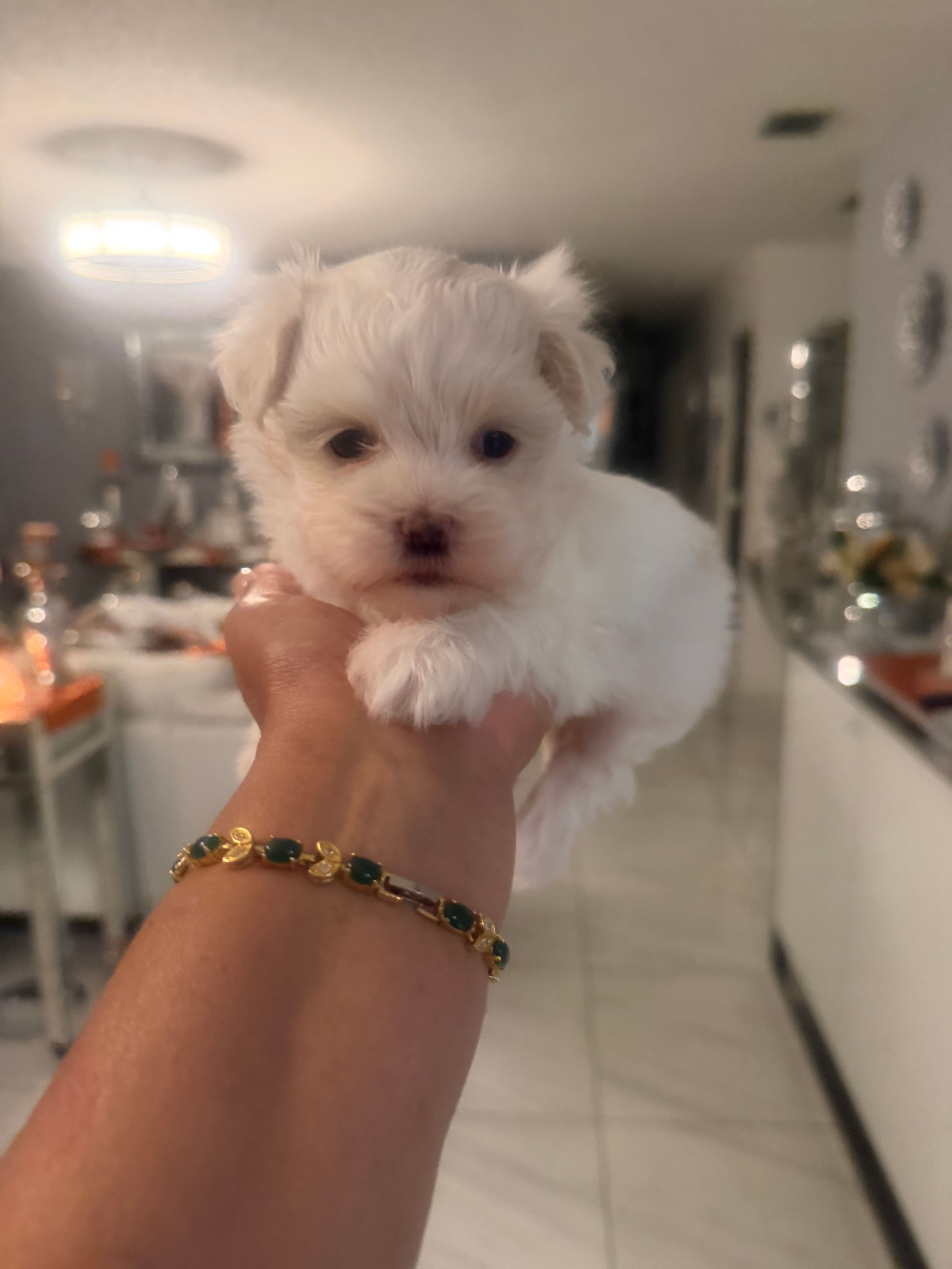 Tini – Maltese puppy for sale in Orlando, FL