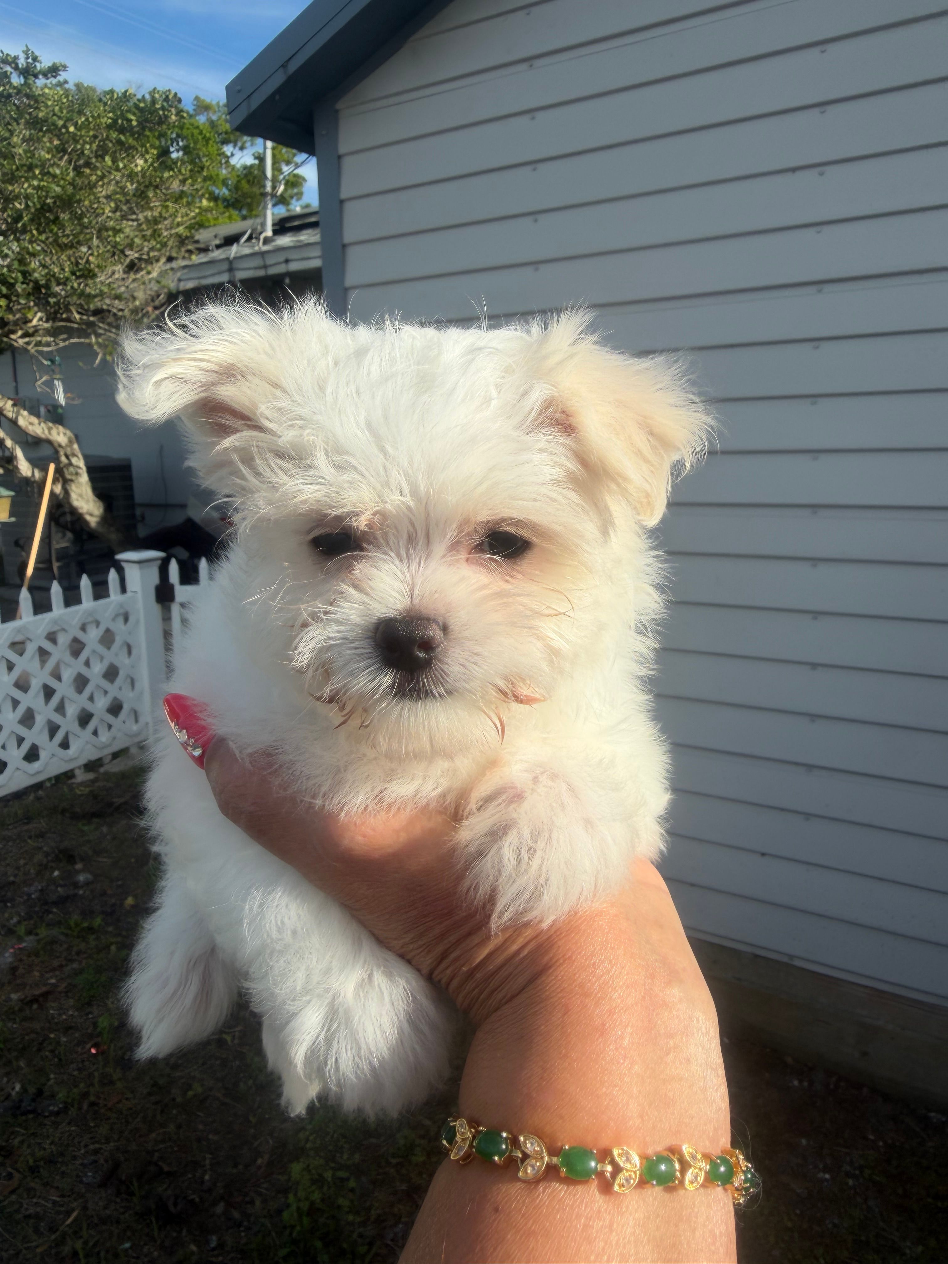 Timmie – Maltese puppy for sale in Orlando, FL