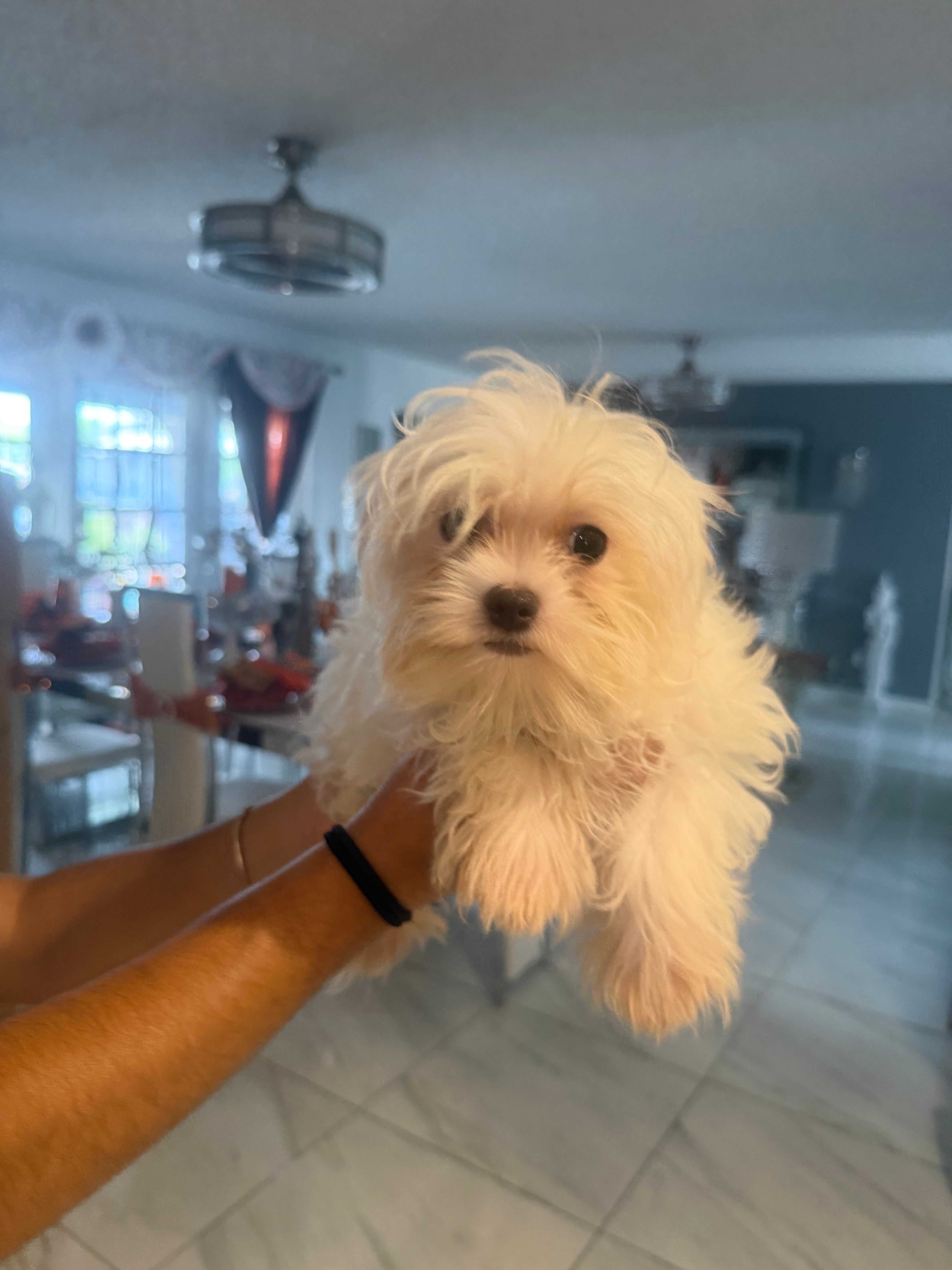 Tommy – Maltese puppy for sale in Orlando, FL