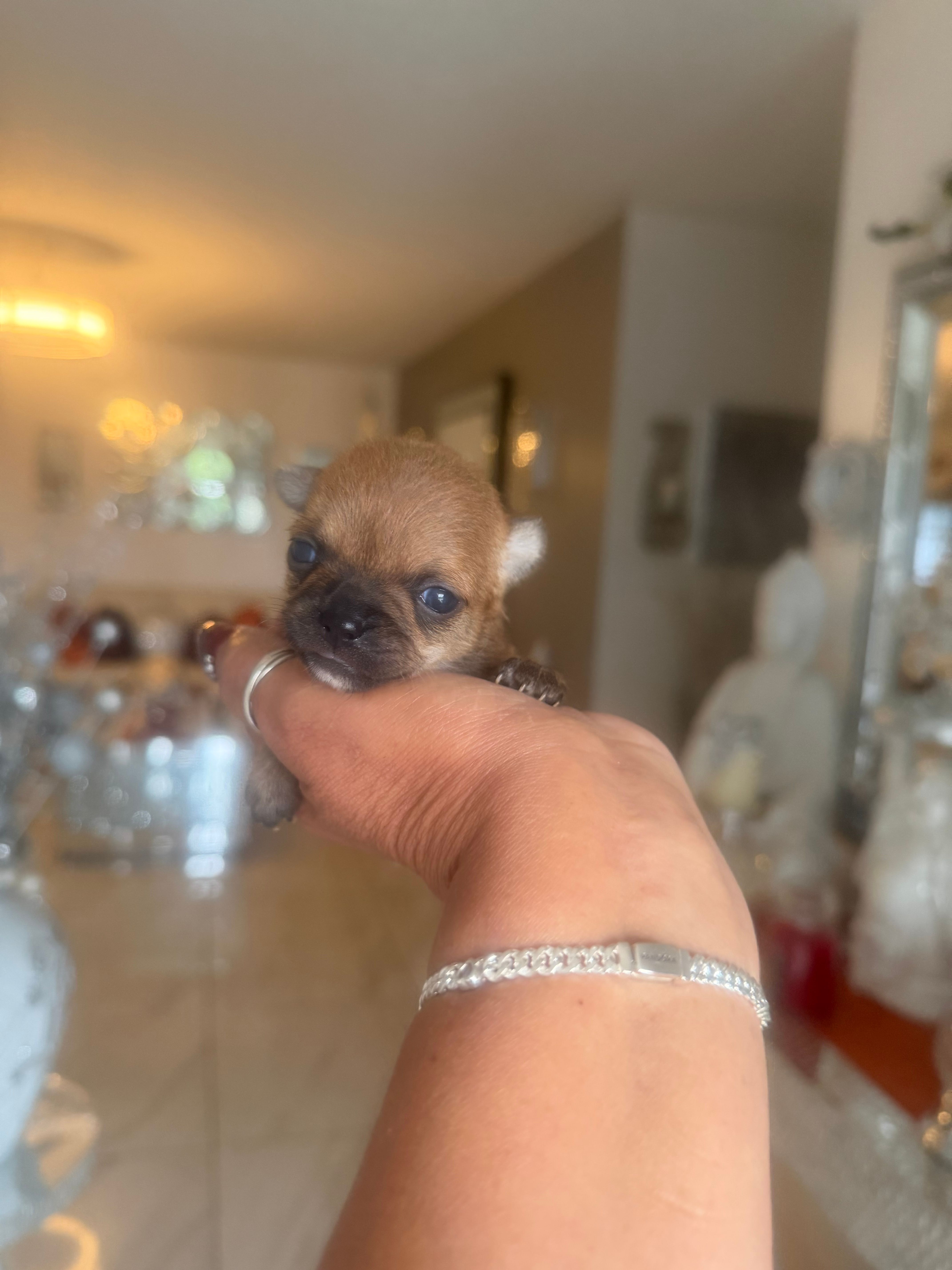 Rose - Apple head – Chihuahua puppy for sale in Orlando, FL