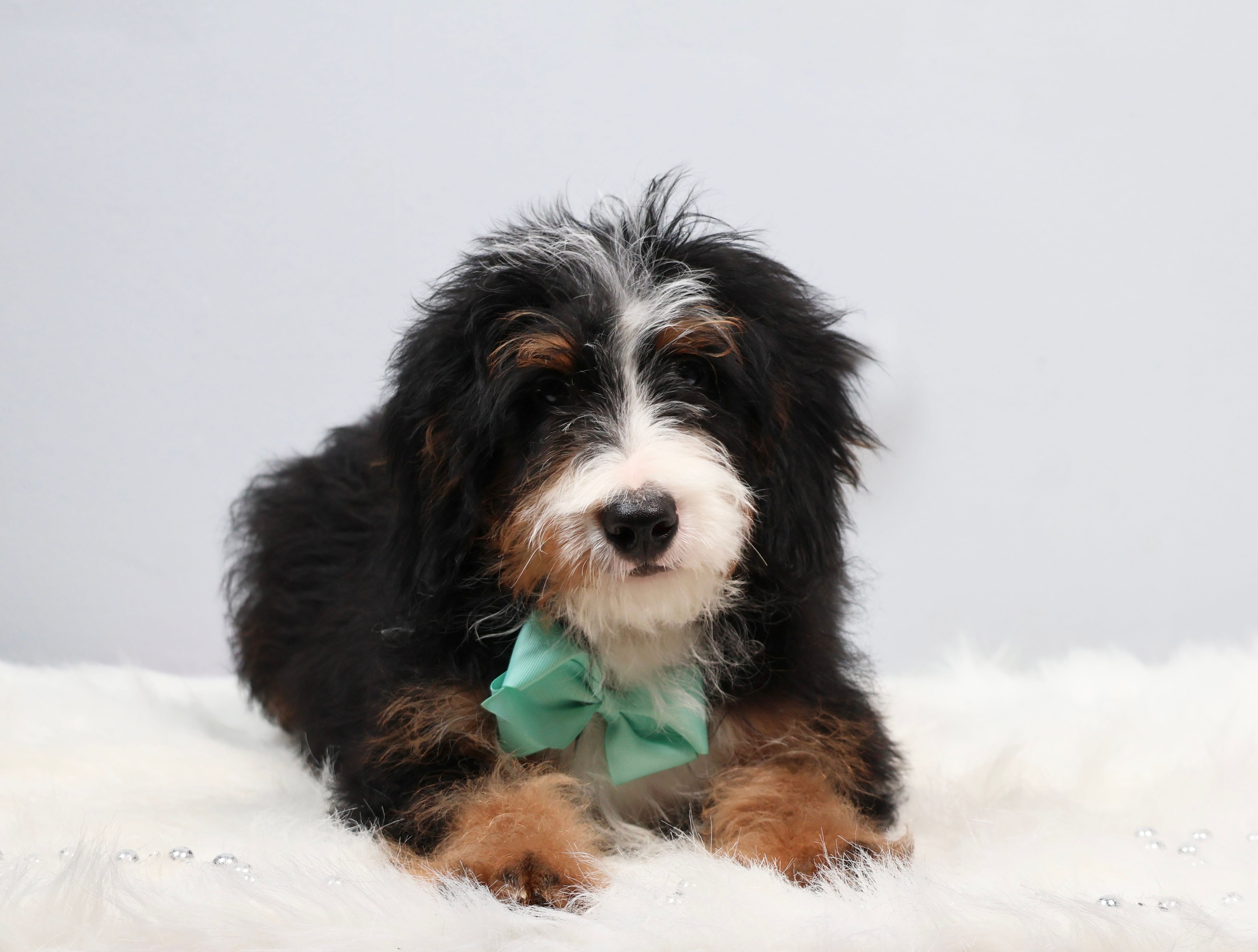 Dakota – Miniature Bernedoodle puppy for sale in Livingston, WI