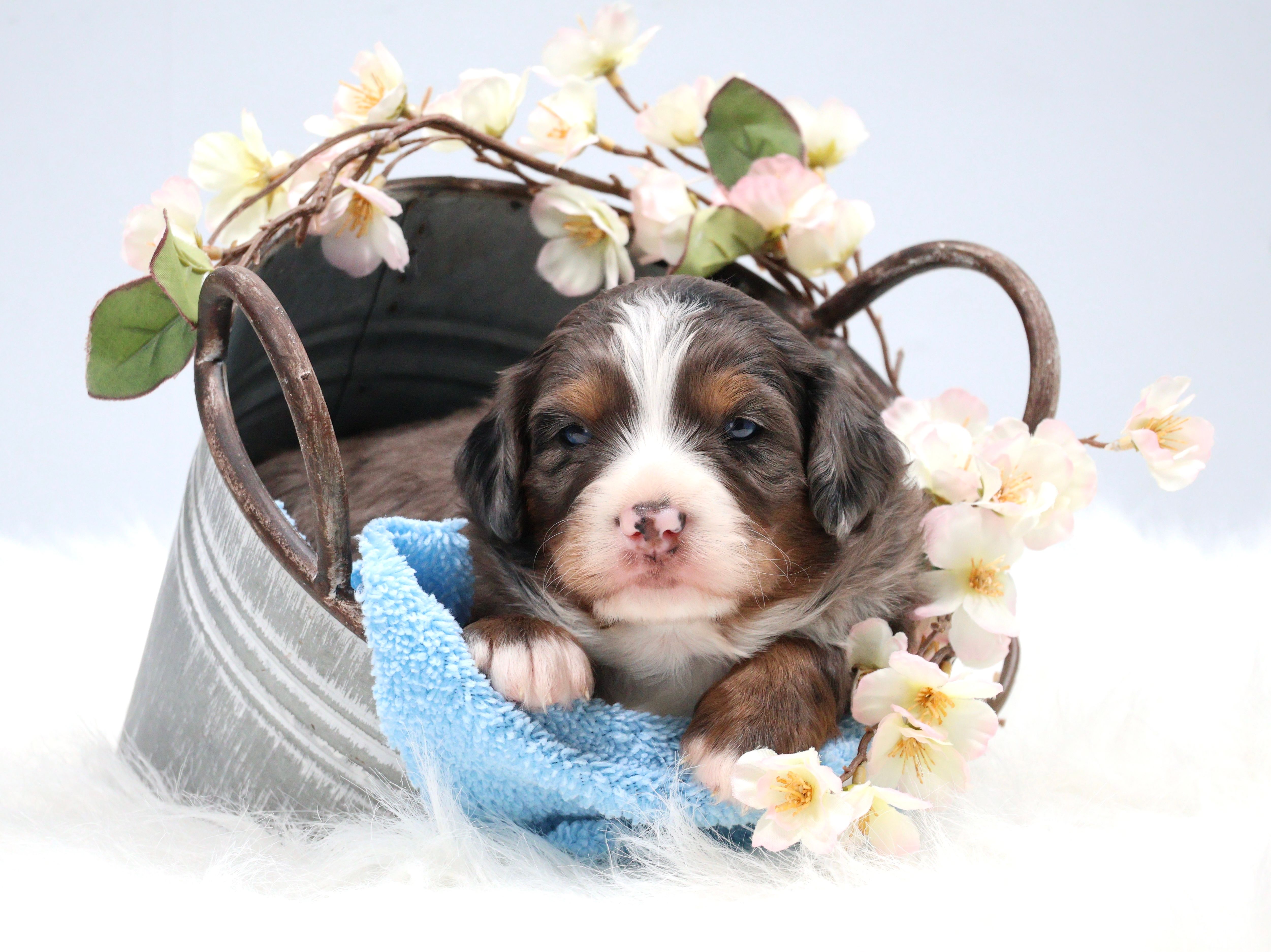 Carter  – Miniature Bernedoodle puppy for sale in Livingston, WI