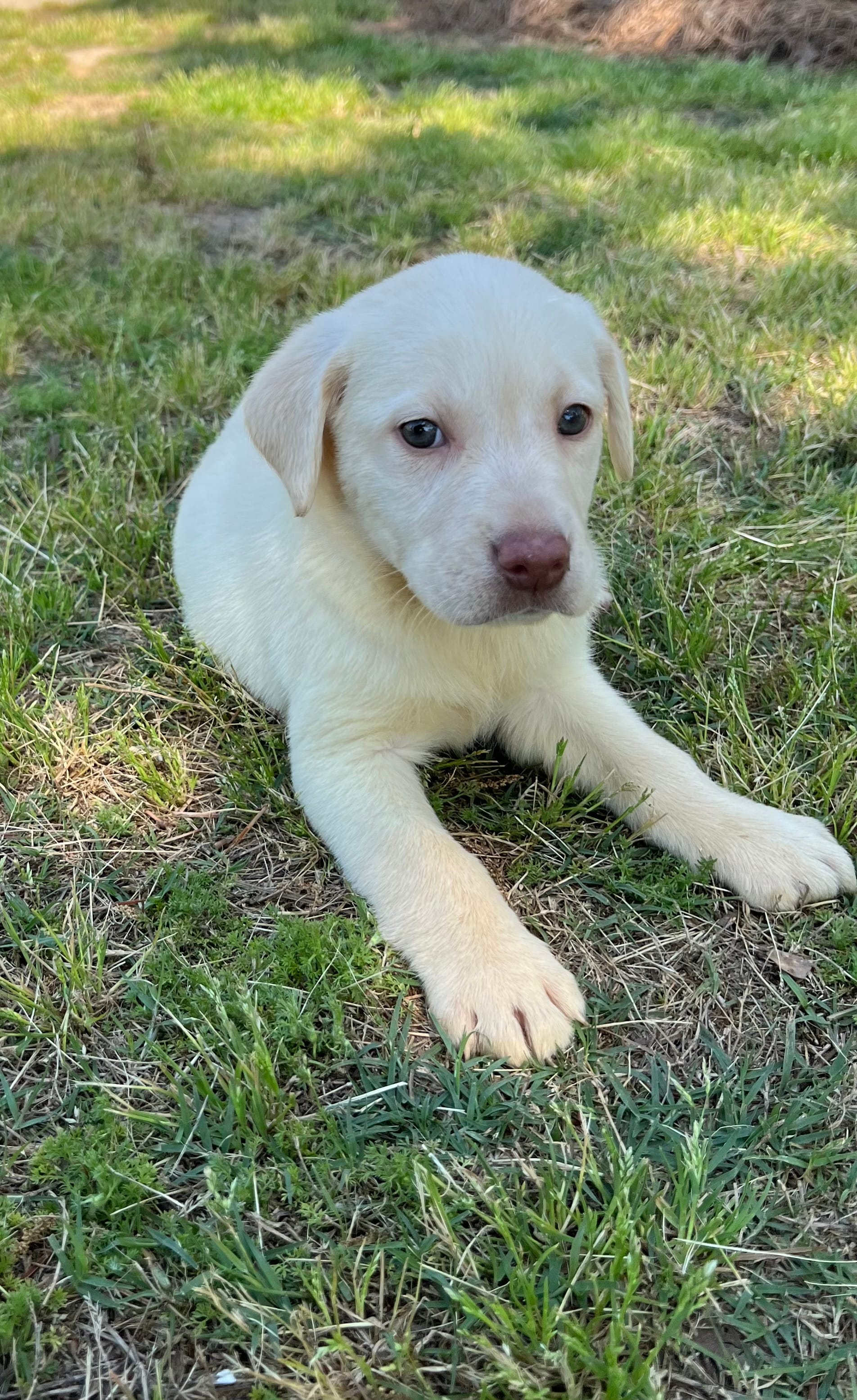 Snowball – Labrador Retriever puppy for sale in Dearing, GA