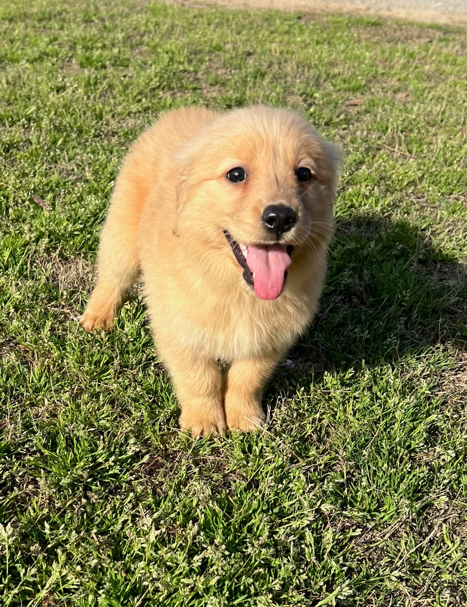 Princess  – Golden Retriever puppy for sale in Dearing, GA