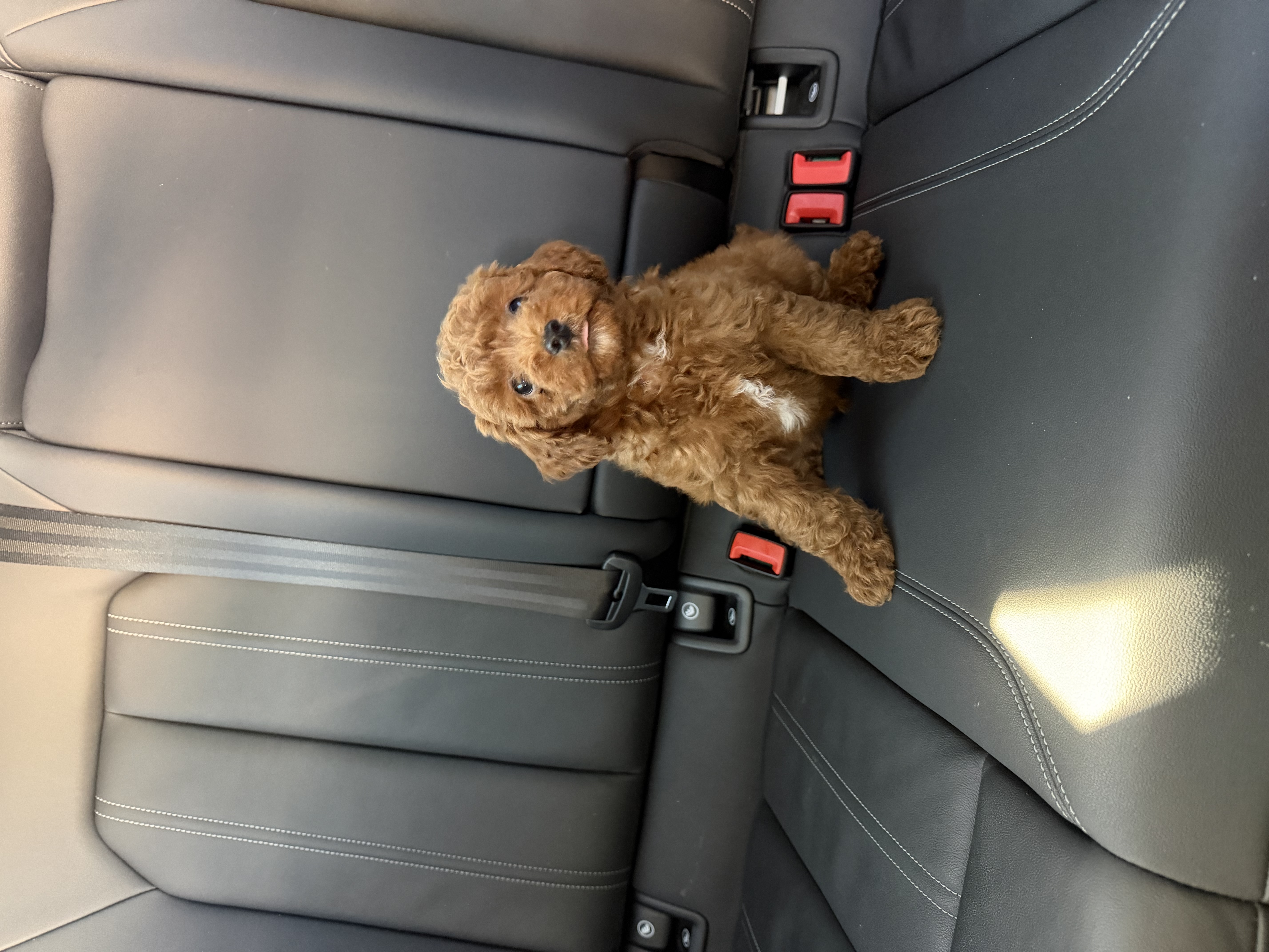 Boy 4 – Poodle - Toy  puppy for sale in Sacramento, CA
