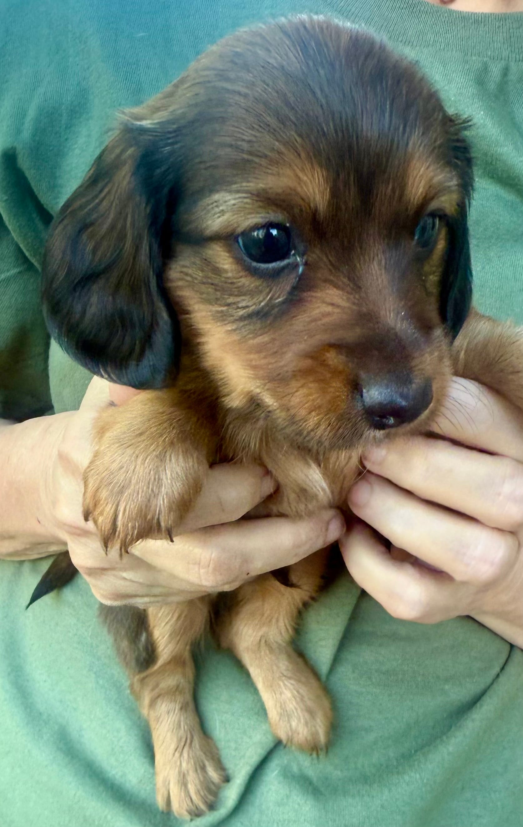 AKC Longhair Boy – Miniature Dachshund puppy for sale in Harrison, AR